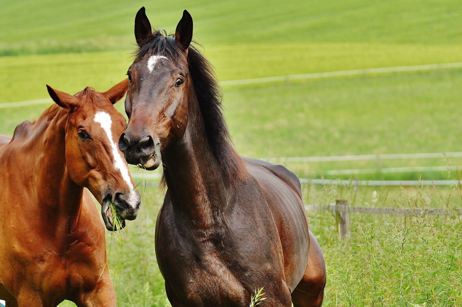 Nikon D3200 sample photo. Horses, for two, coupling photography