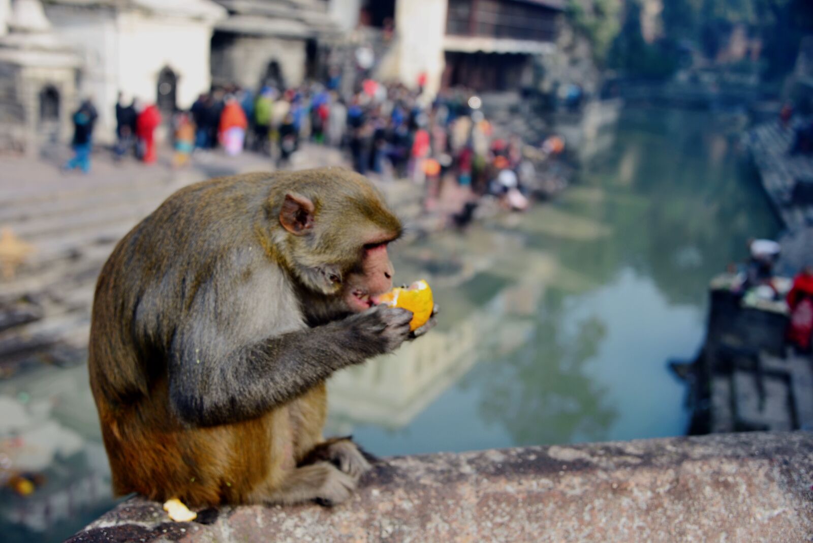 Nikon D610 sample photo. 파슈파티나티사원원숭이, 카투만두, 네팔 photography