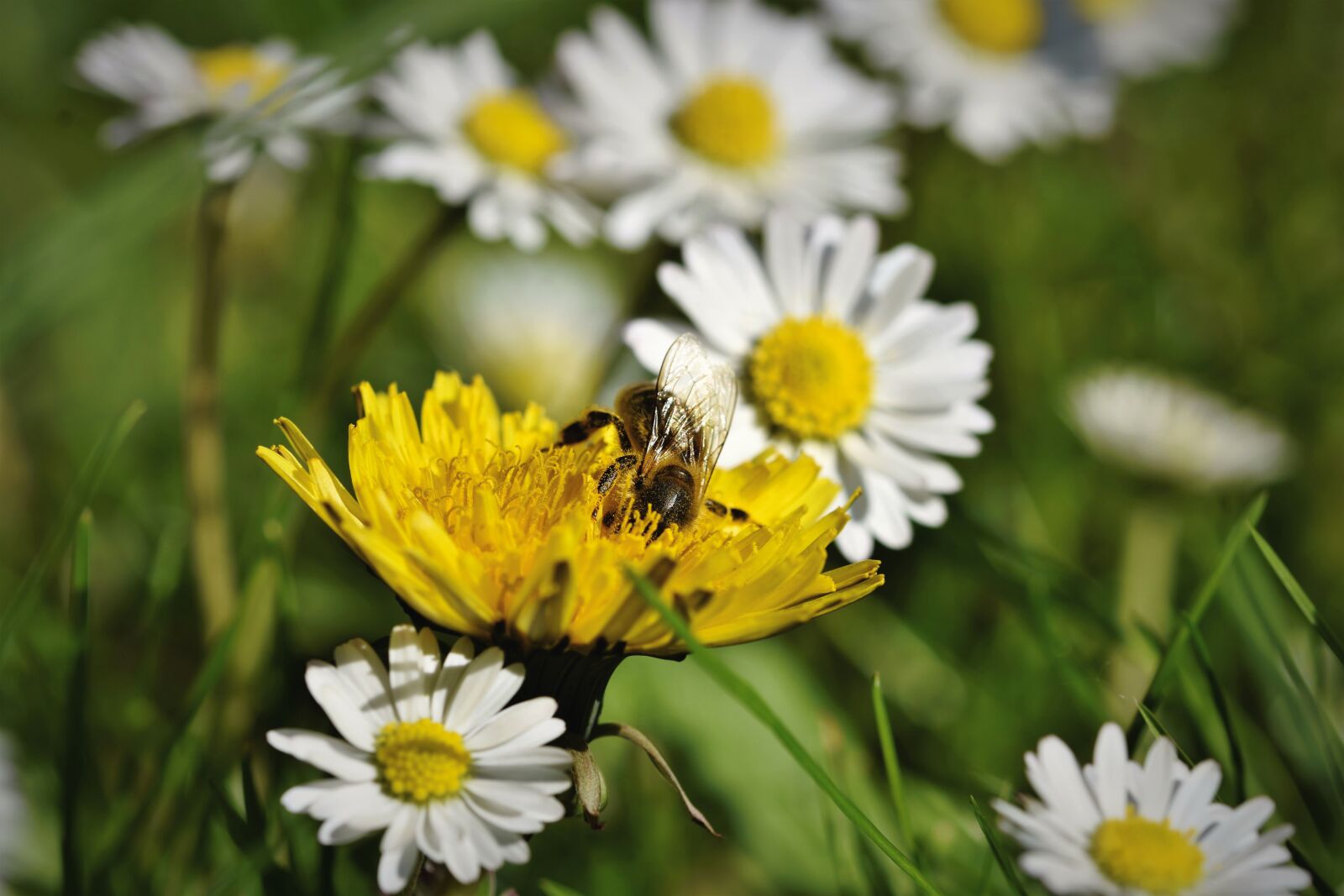 Nikon D7200 sample photo. Bee, honey bee, insect photography