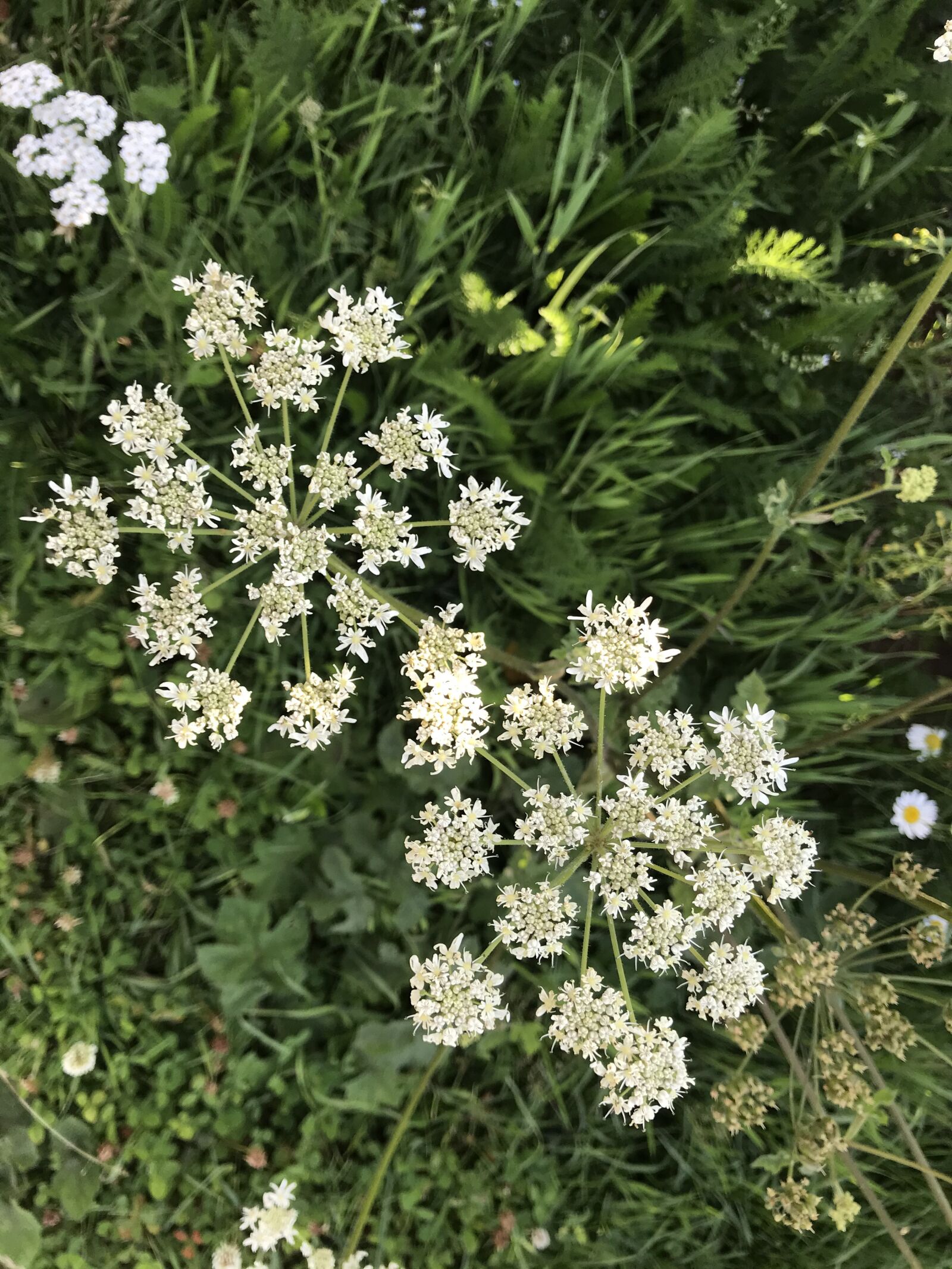 iPhone 7 back camera 3.99mm f/1.8 sample photo. Eifel, nature, flower photography