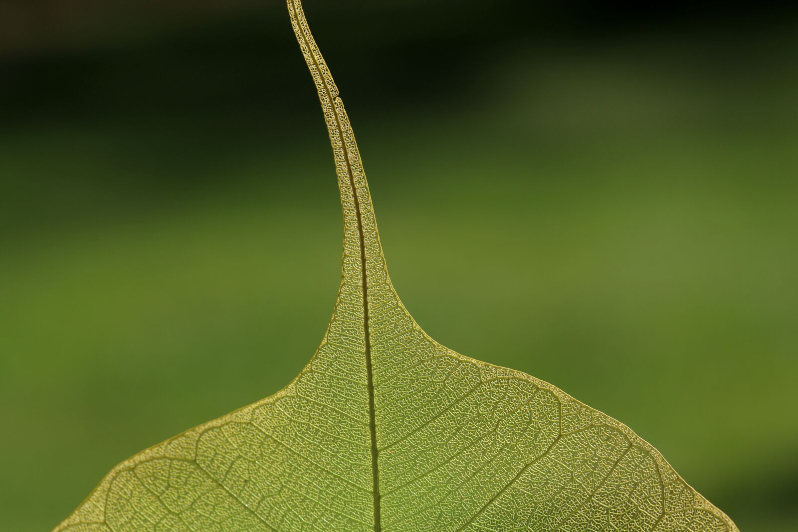 Canon EOS 200D (EOS Rebel SL2 / EOS Kiss X9) sample photo. Leaf, nature, plant photography