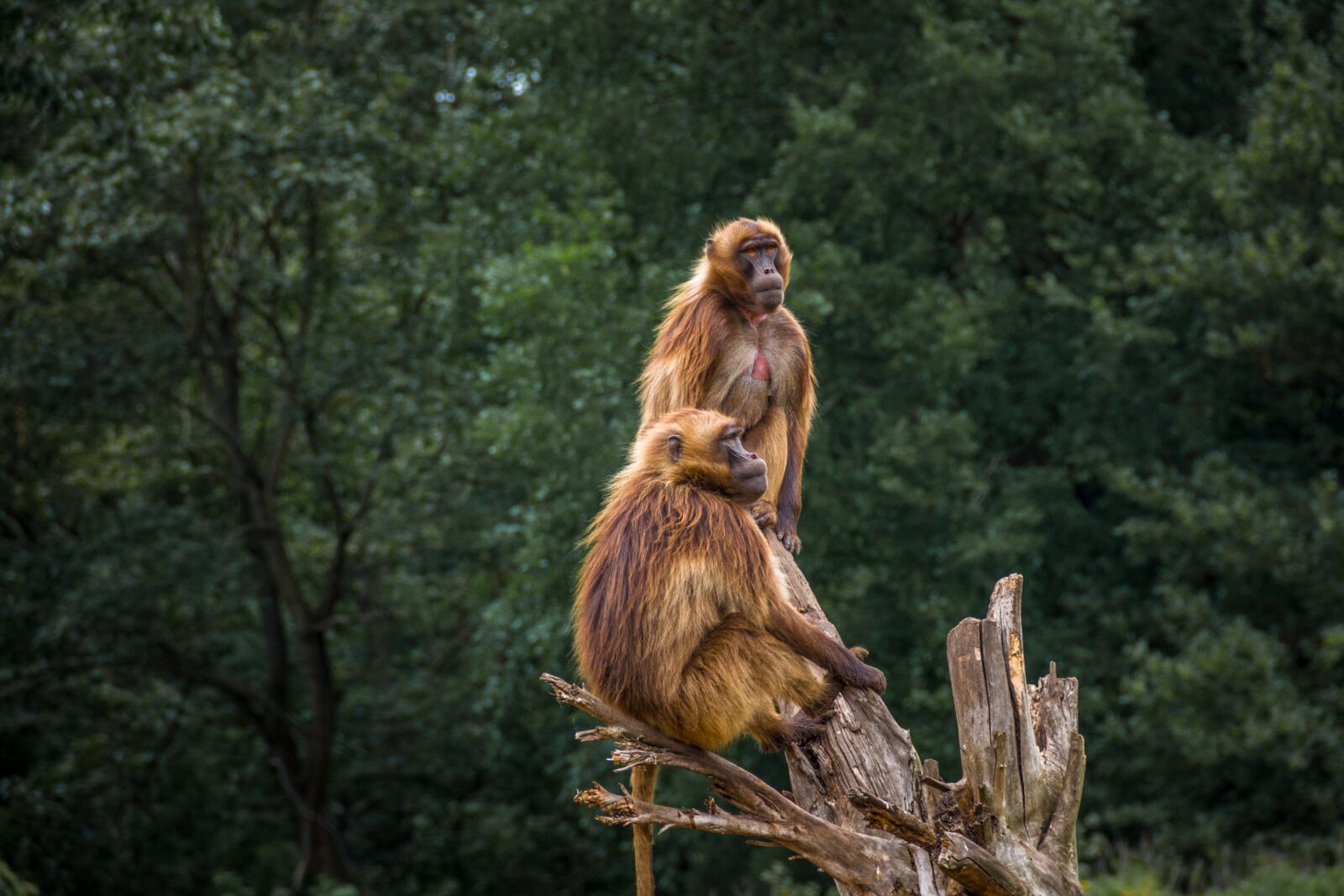 Canon EOS 700D (EOS Rebel T5i / EOS Kiss X7i) sample photo. Monkey, zoo, animal world photography