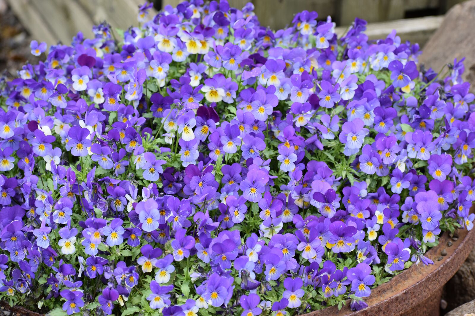 Nikon D3500 sample photo. Pansy, purple, flowers photography