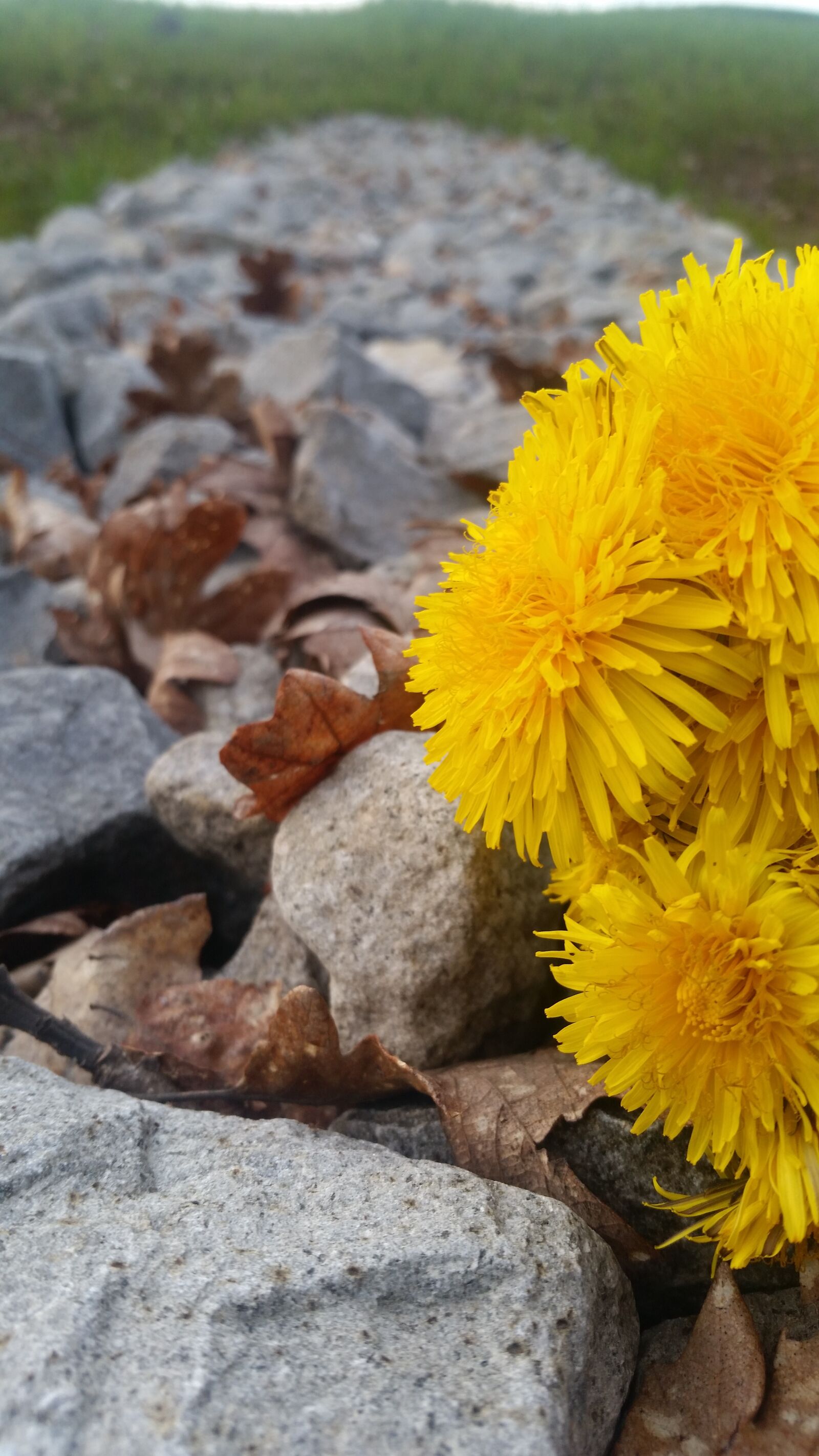 Samsung Galaxy S5 sample photo. Nature, flora, flower photography