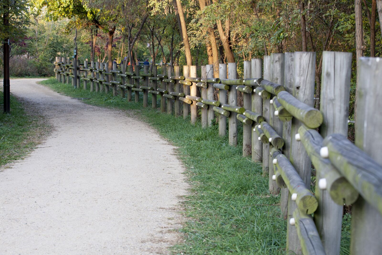Canon EOS 5D sample photo. Gil, forest, park photography