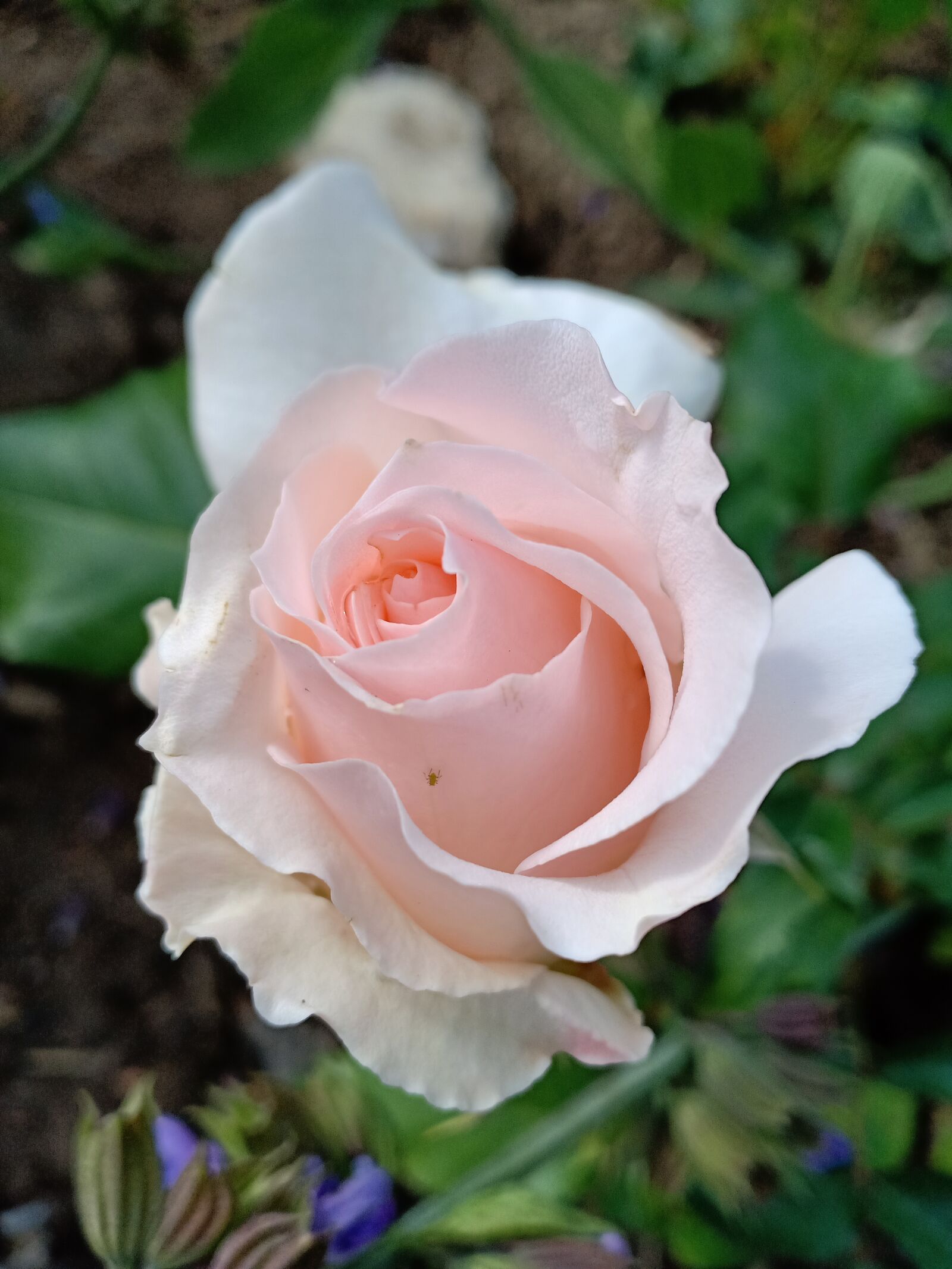 OPPO F7 sample photo. Rose, pale pink, close photography