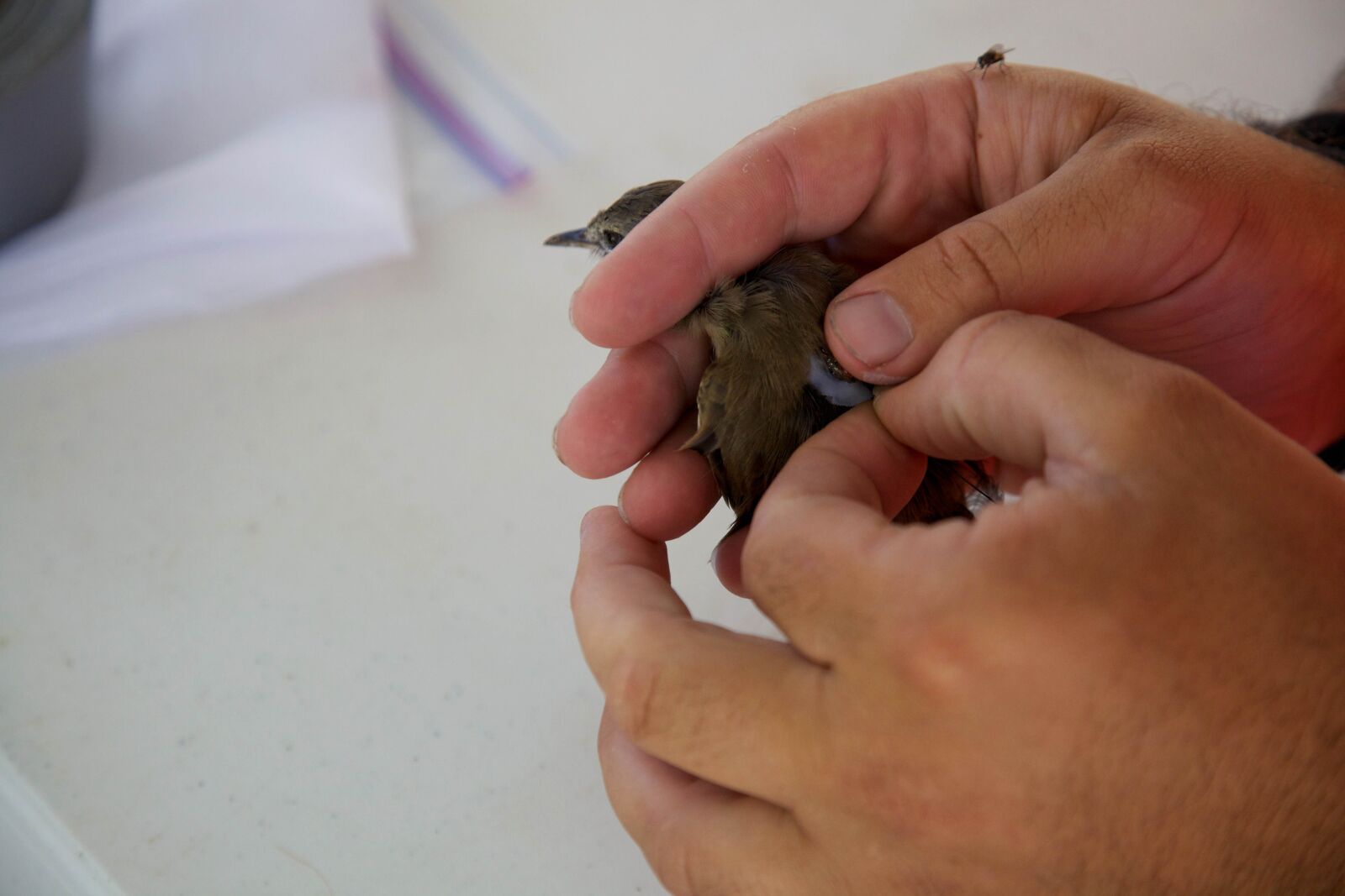 Canon EOS 5D Mark II sample photo. Millerbird, hands photography