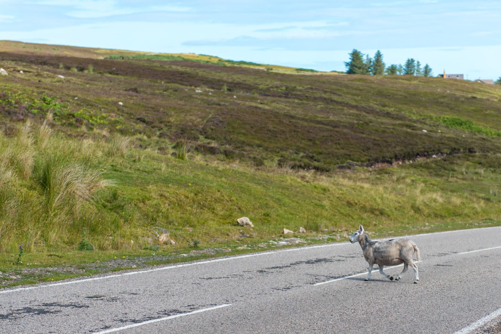 Nikon D750 sample photo. Sheep, flock, grass photography