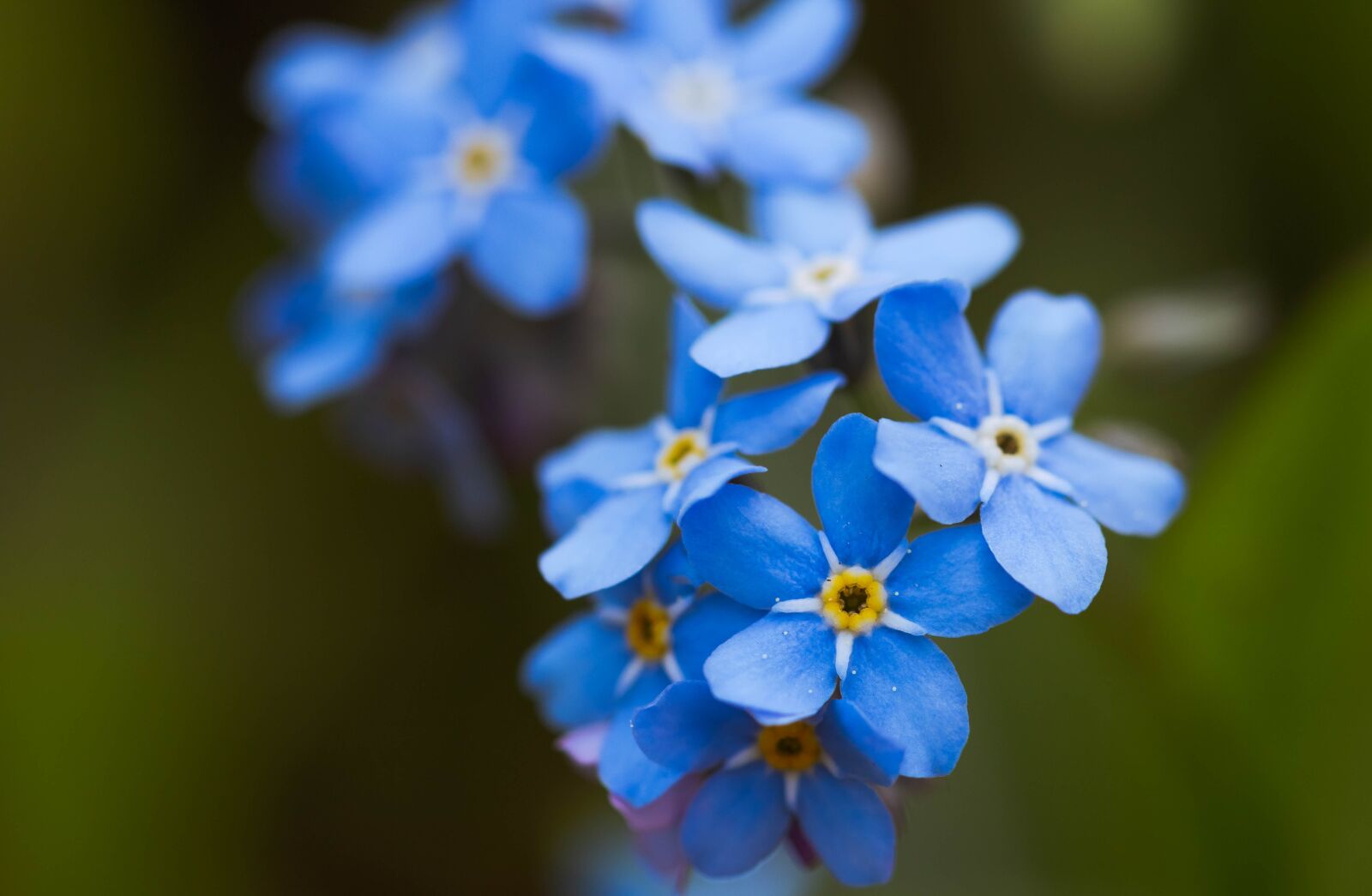 Canon EF 100mm F2.8L Macro IS USM sample photo. Nots, spring, flower photography