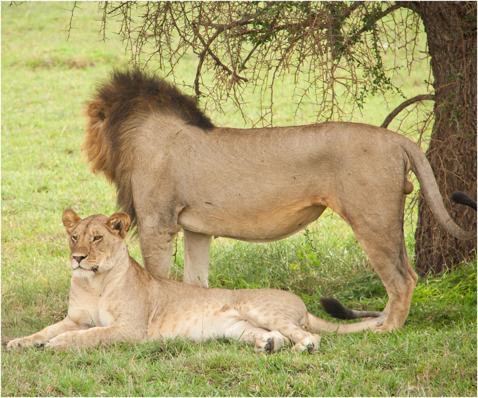 Canon EOS 350D (EOS Digital Rebel XT / EOS Kiss Digital N) sample photo. Tanzania, wildlife, serengeti photography