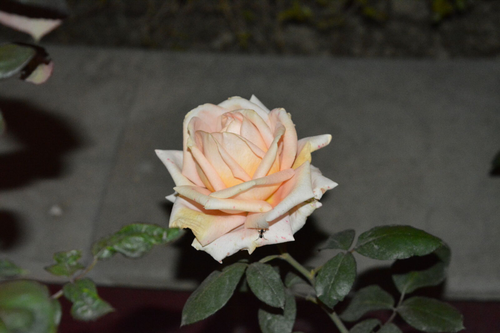 Nikon D5200 sample photo. Flash, nature, night, outdoors photography