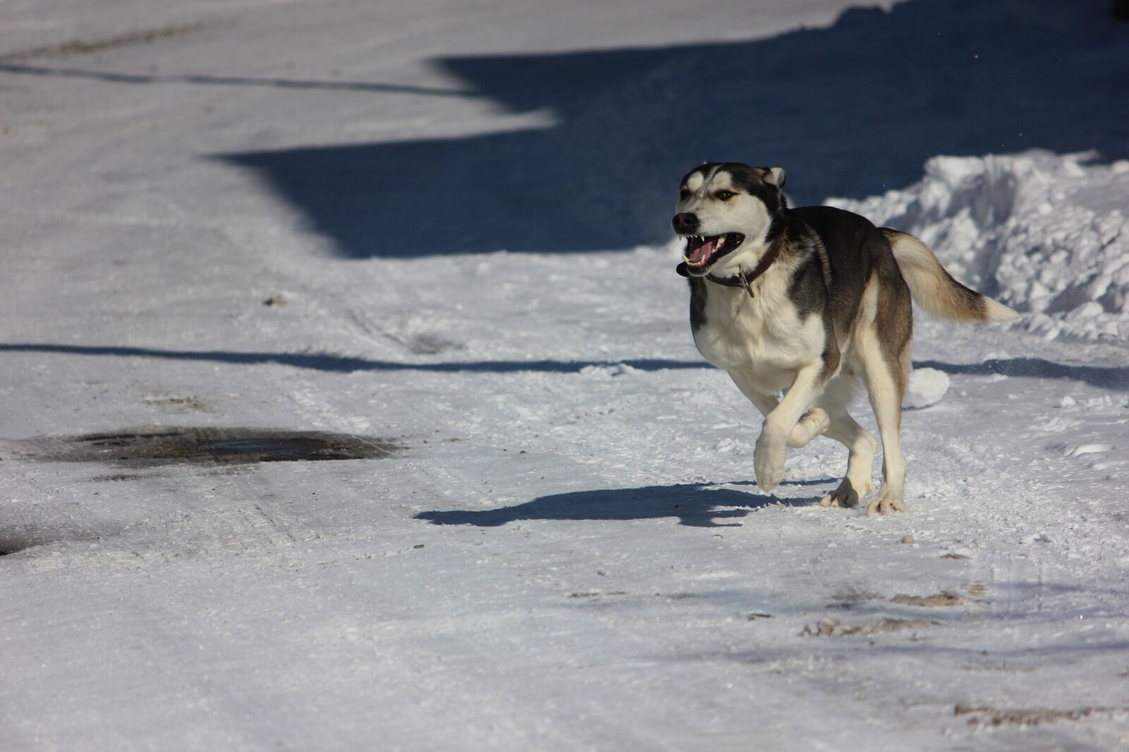 Canon EOS 600D (Rebel EOS T3i / EOS Kiss X5) sample photo. Winter, dog, wolf photography