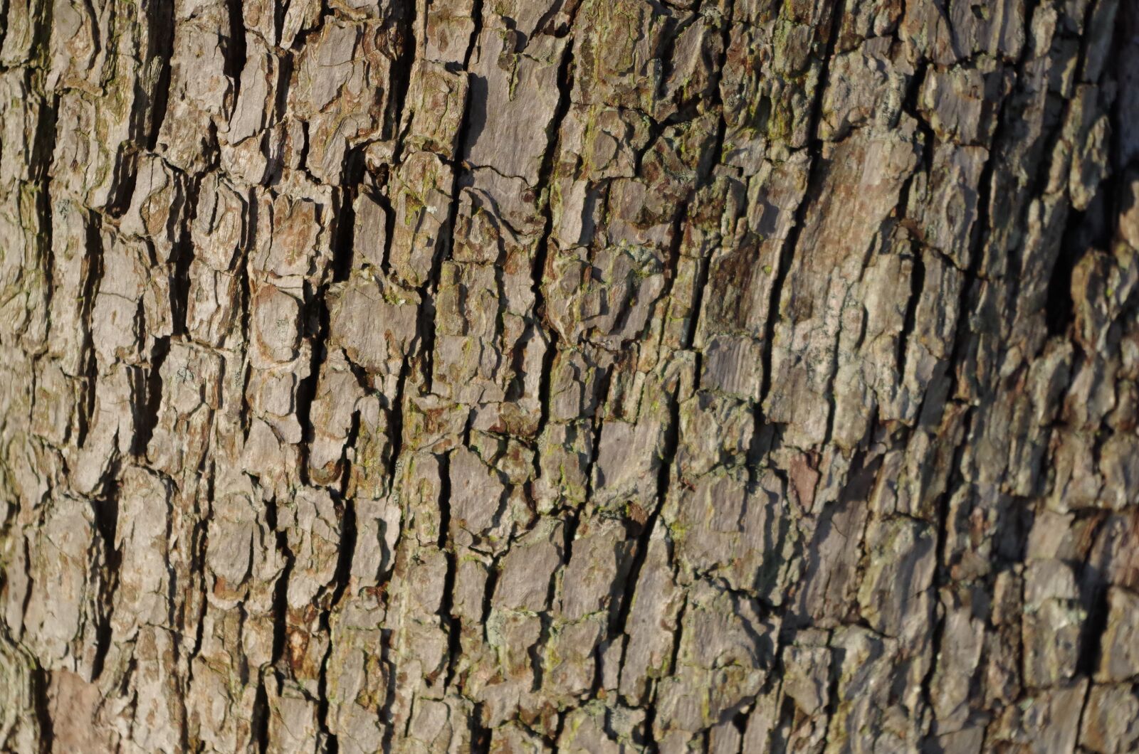 Pentax K-50 sample photo. Bark, tree, pear tree photography