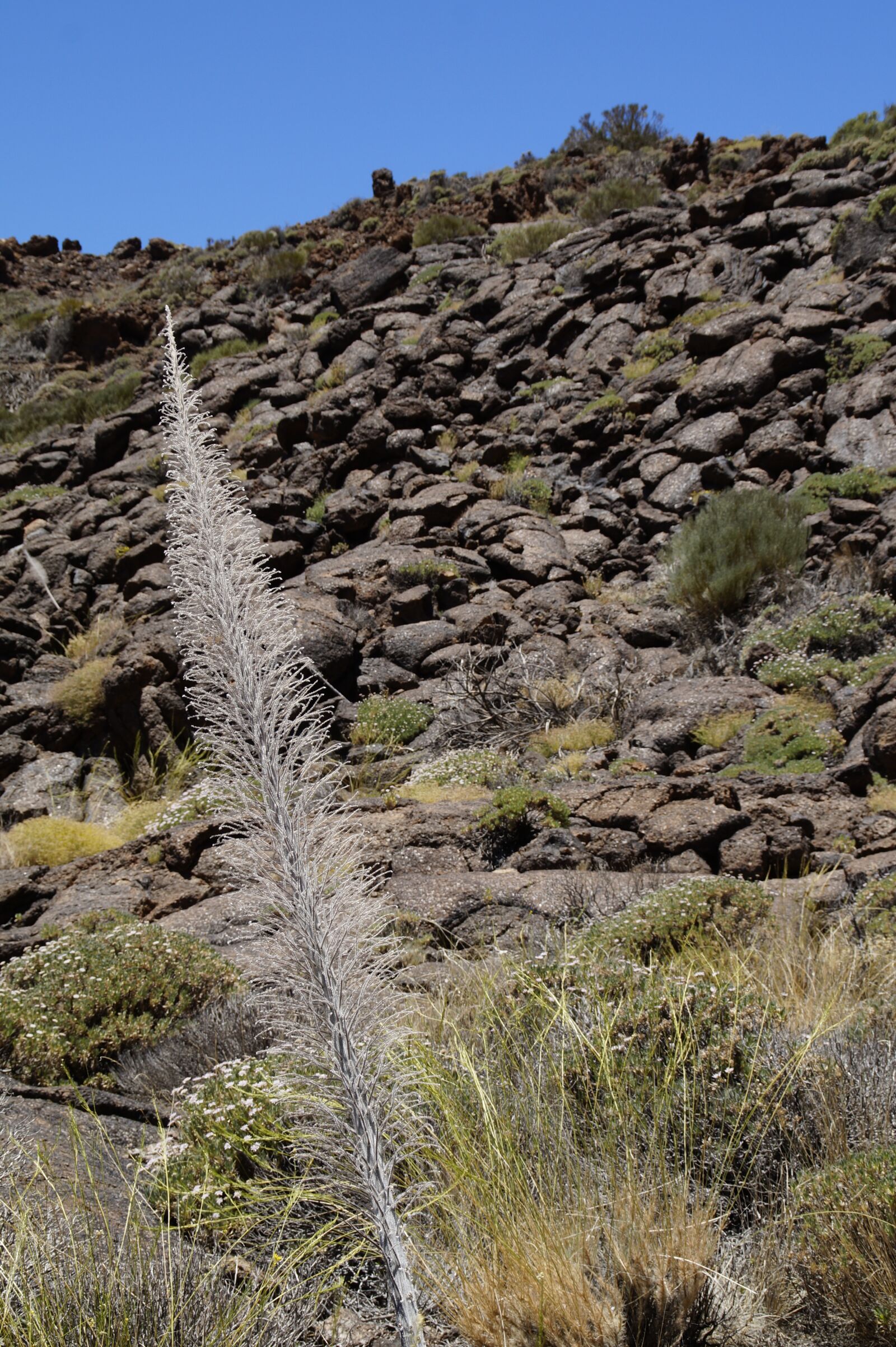Sony SLT-A58 sample photo. Teide national park, national photography