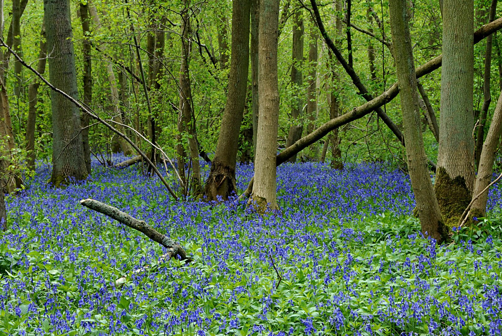Nikon D200 sample photo. Bluebells, green, nature photography