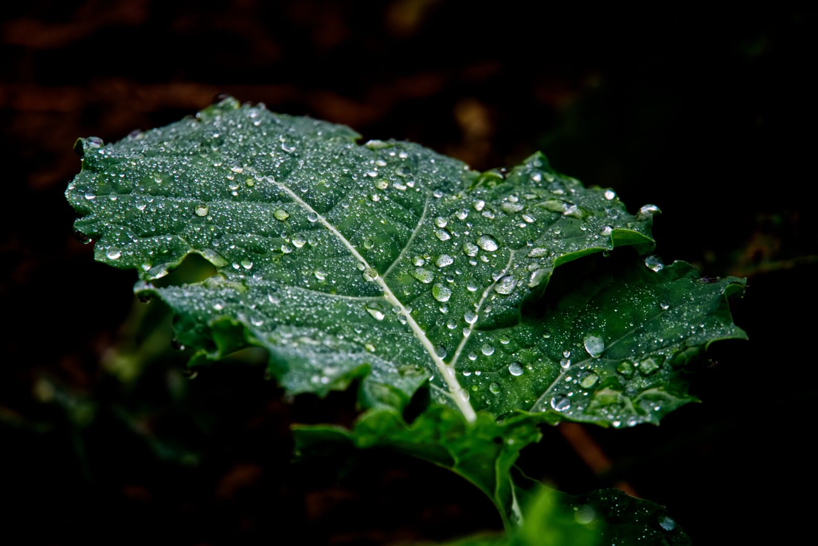 Sony a6500 sample photo. Plant, nature, close-up photography
