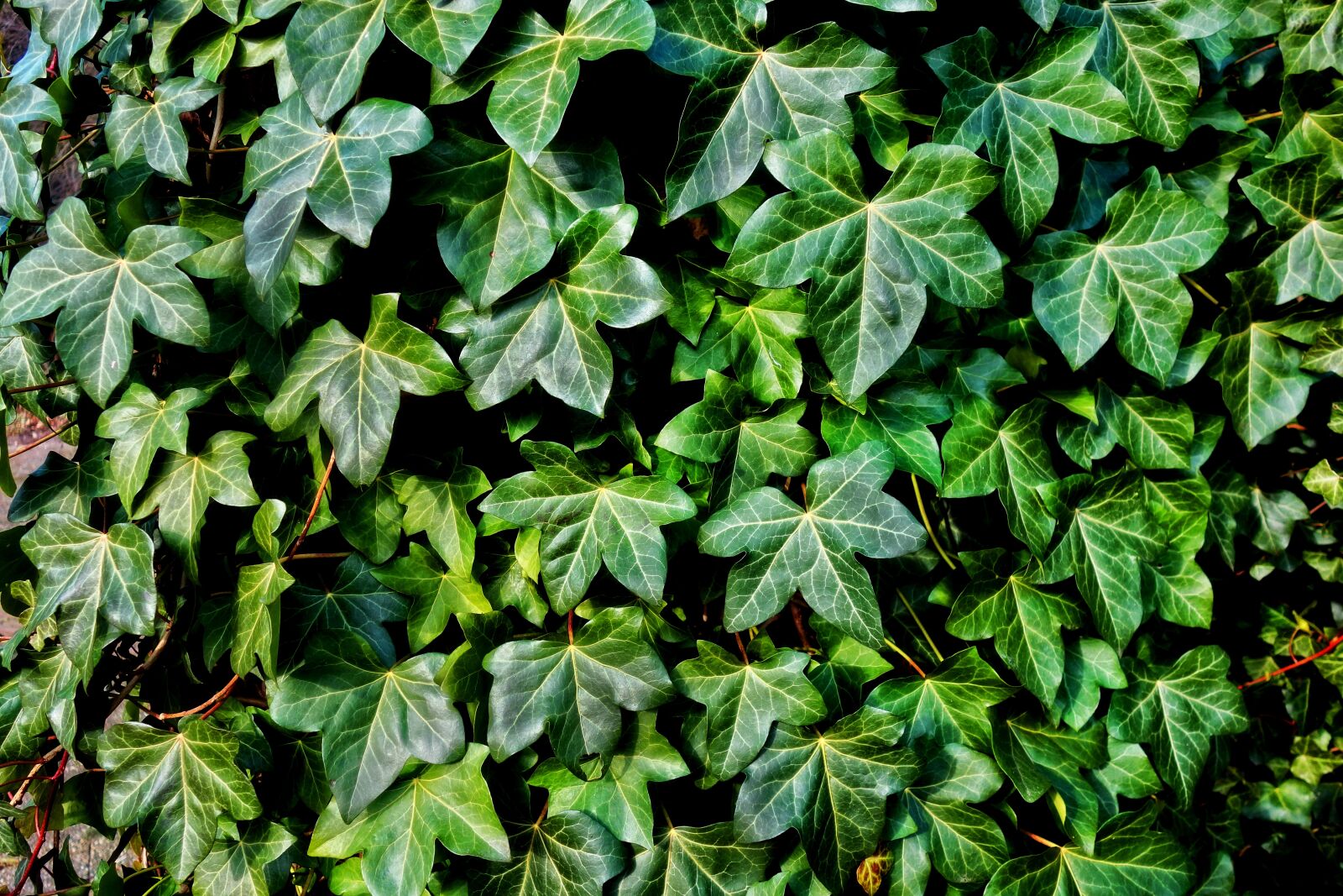 Sony Cyber-shot DSC-RX100 sample photo. Ivy, plant, vine photography