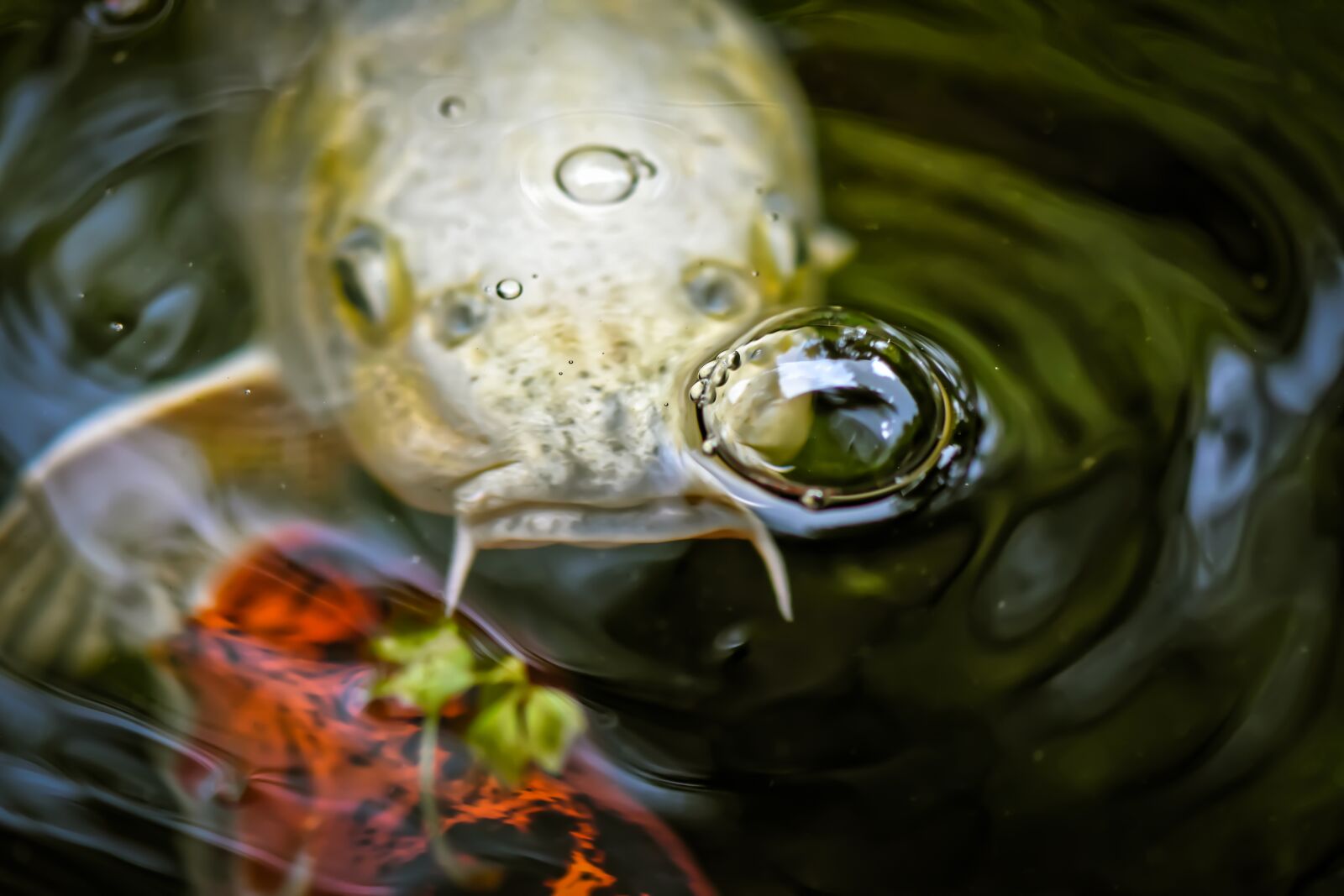 Nikon D7200 sample photo. Koi, pond, fish photography