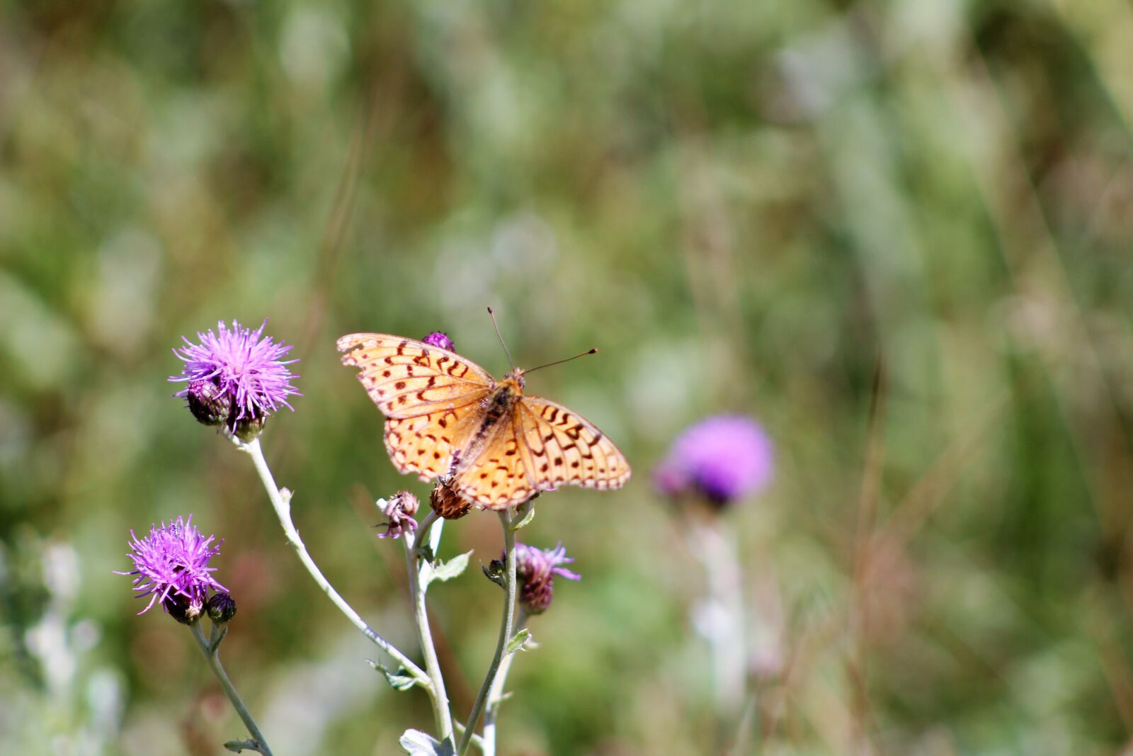 Canon EOS 1300D (EOS Rebel T6 / EOS Kiss X80) sample photo. Butterfly, monarch, insect photography