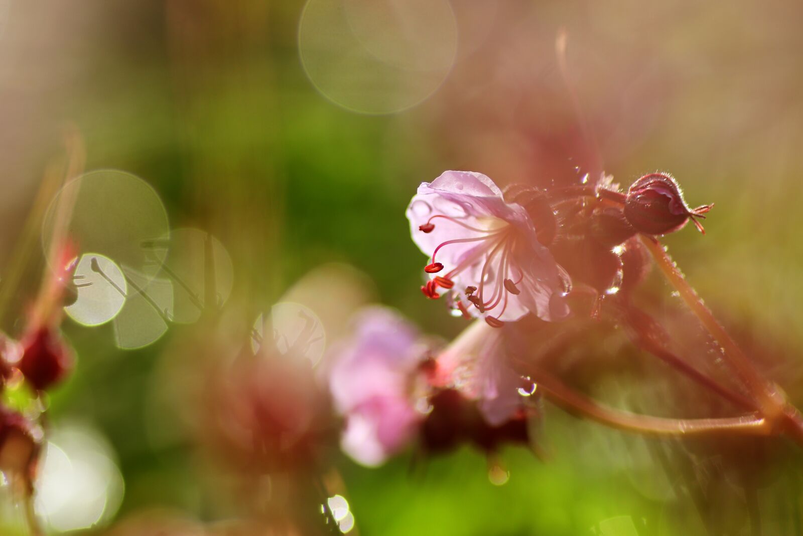 Tamron SP 90mm F2.8 Di VC USD 1:1 Macro sample photo. Flower, blossom, bloom photography