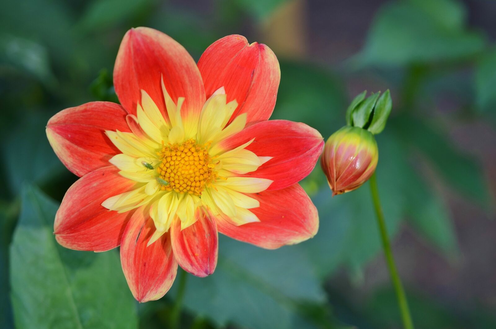 Nikon D7000 sample photo. Flower, natur, spring photography