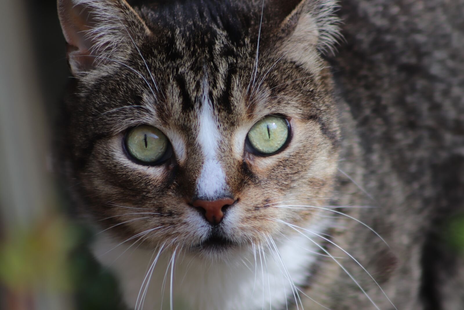 Canon EOS 800D (EOS Rebel T7i / EOS Kiss X9i) sample photo. Cat, cat face, cat's photography