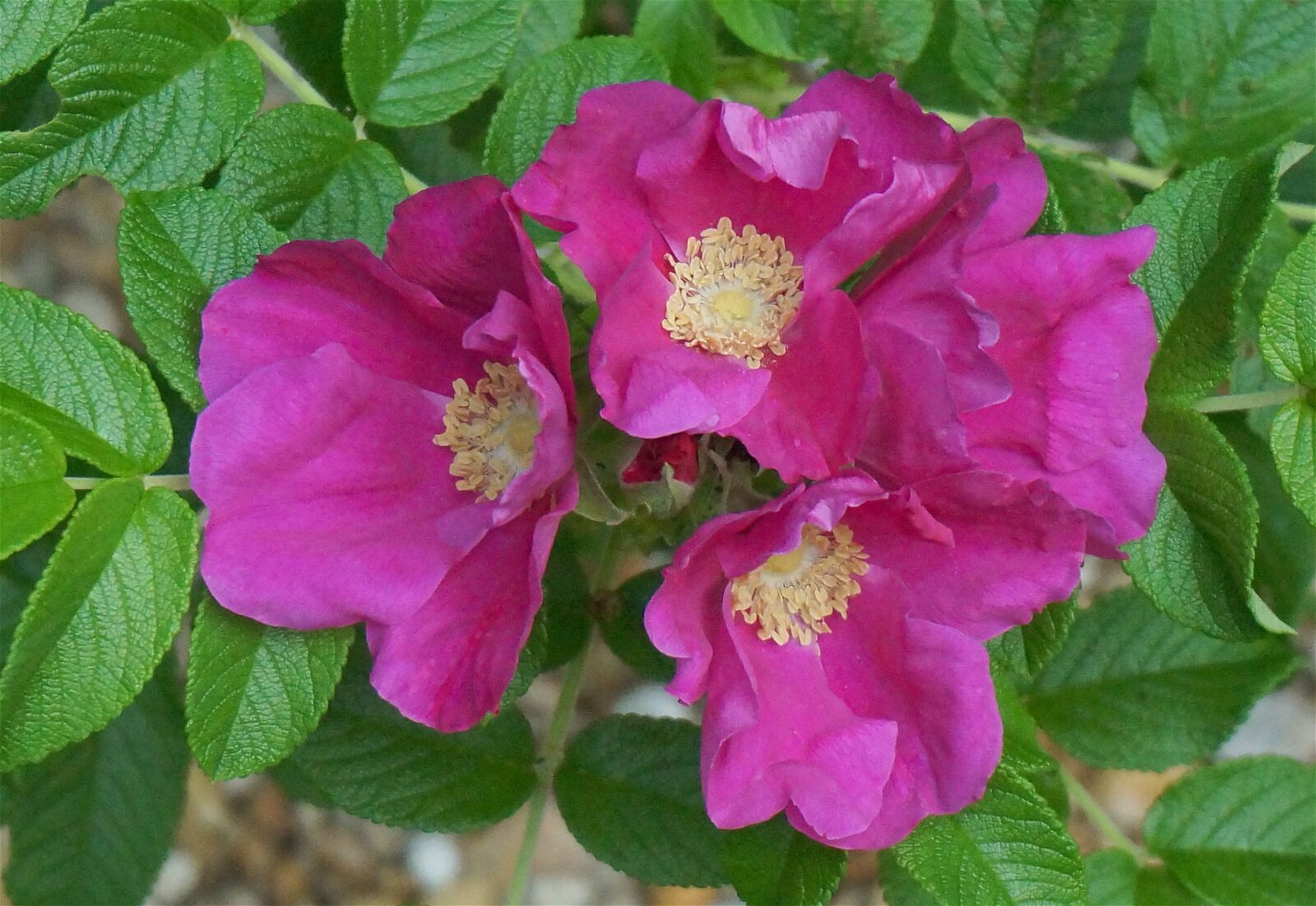 Sony Alpha NEX-5T sample photo. Rugosa rose quartet, rugosa photography