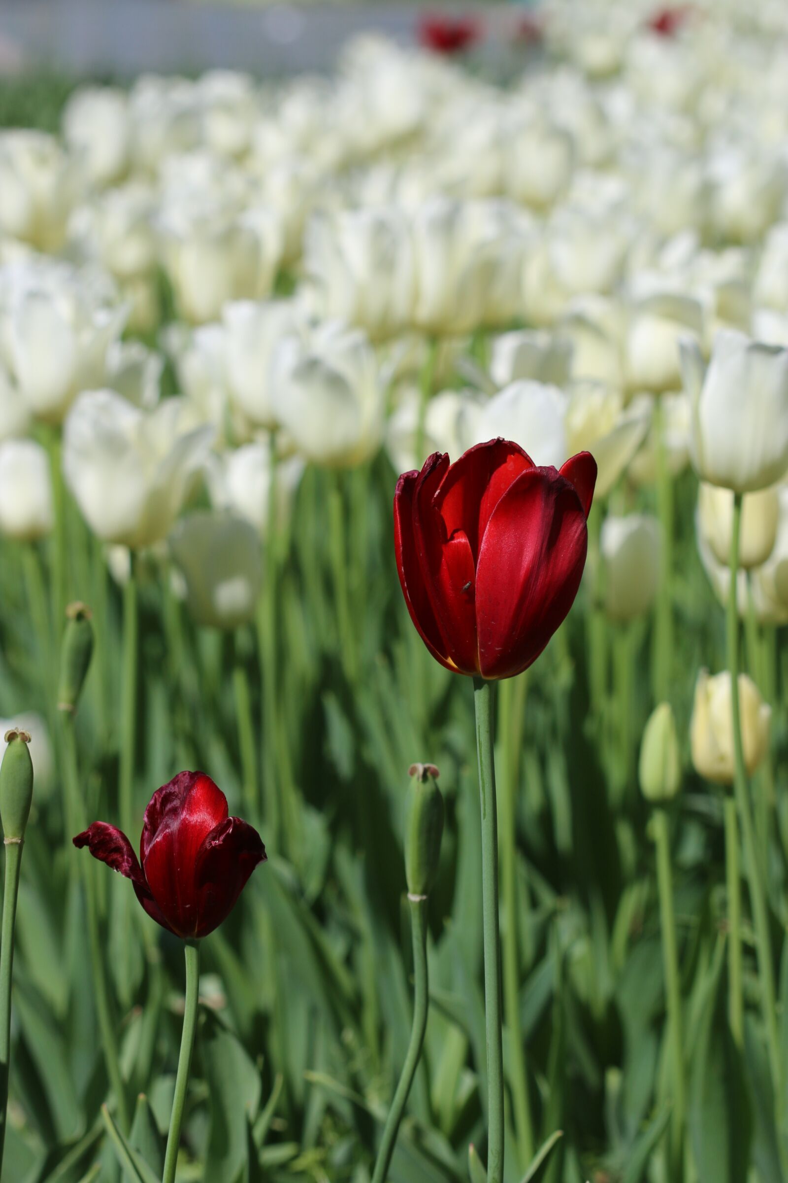 Canon EOS 70D + Canon EF 100mm F2.8 Macro USM sample photo. Tulips, white, pink photography