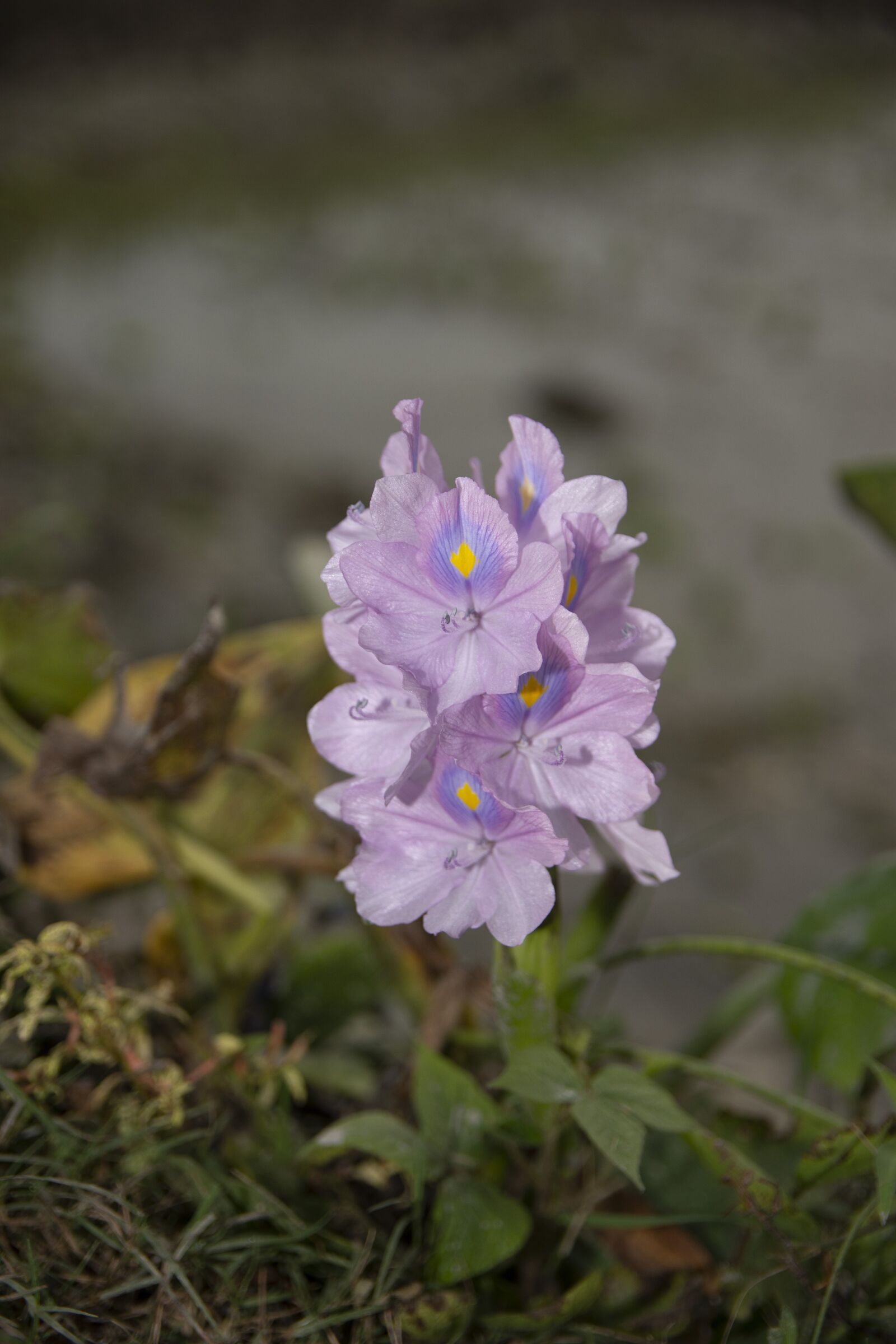 Nikon D7200 sample photo. Flower, nature, pond photography