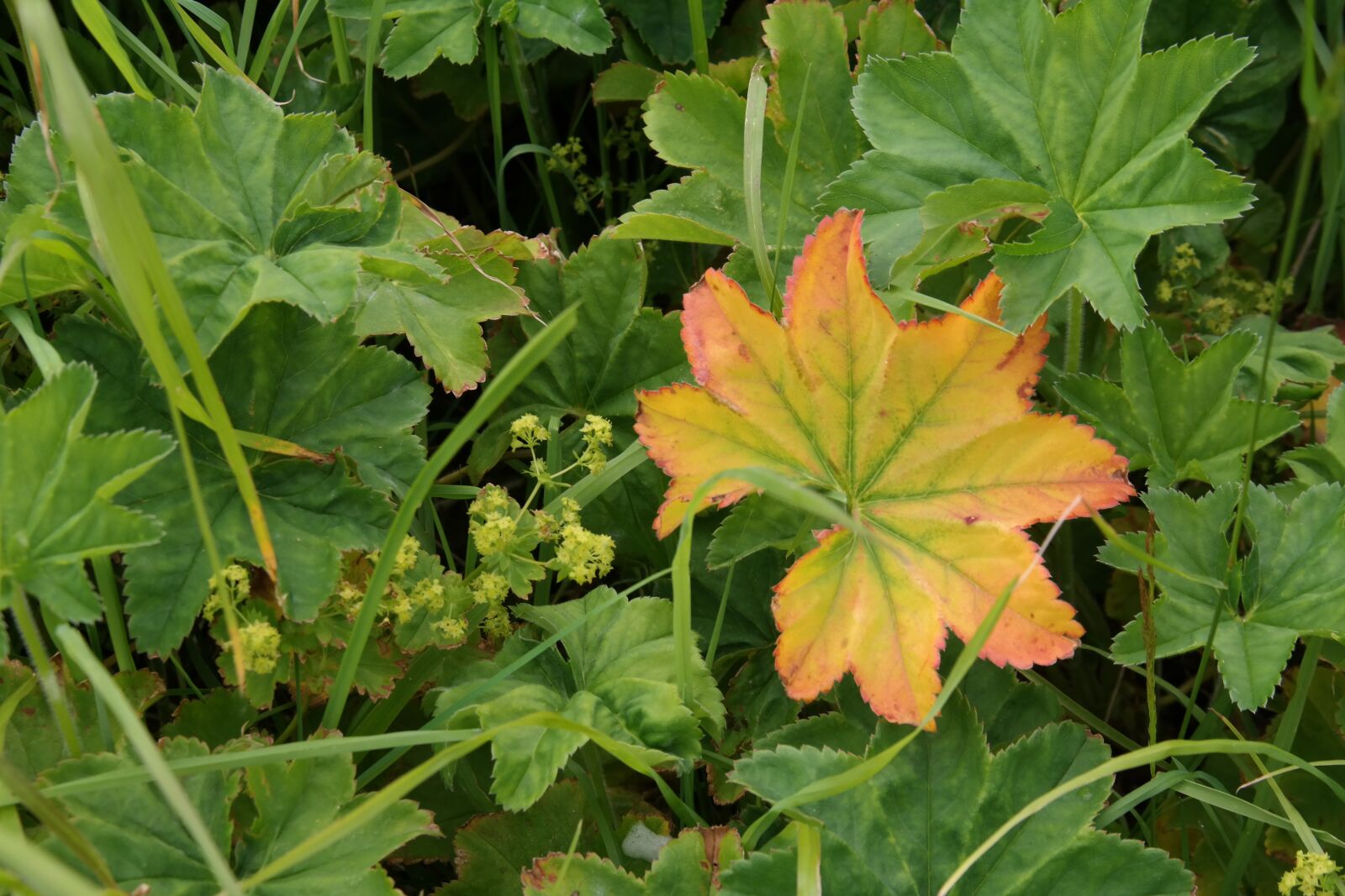 Samsung NX300 sample photo. Autumn, leaf, fall foliage photography