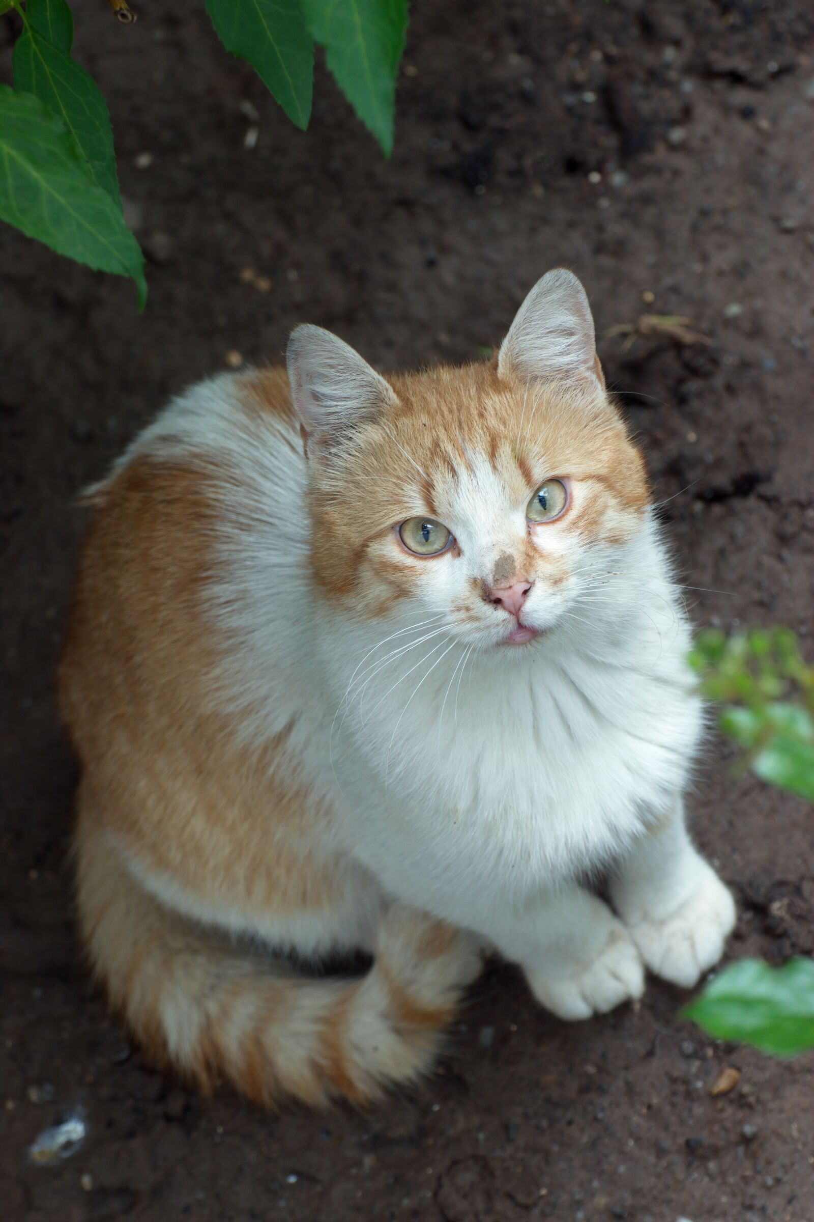 Nikon D5300 sample photo. Cat, pet, domestic photography