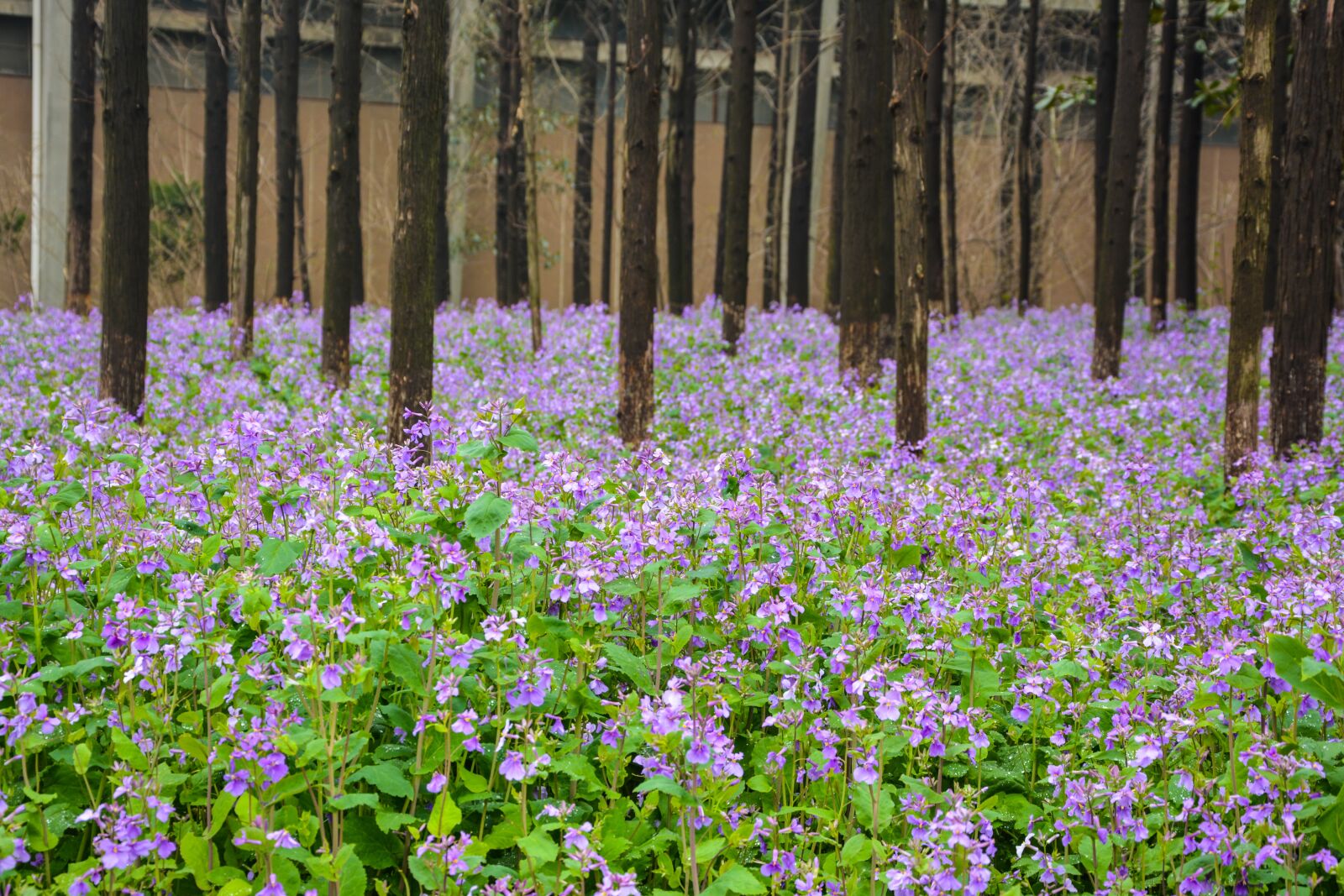 Nikon D5200 sample photo. Campus officials micro, spring photography