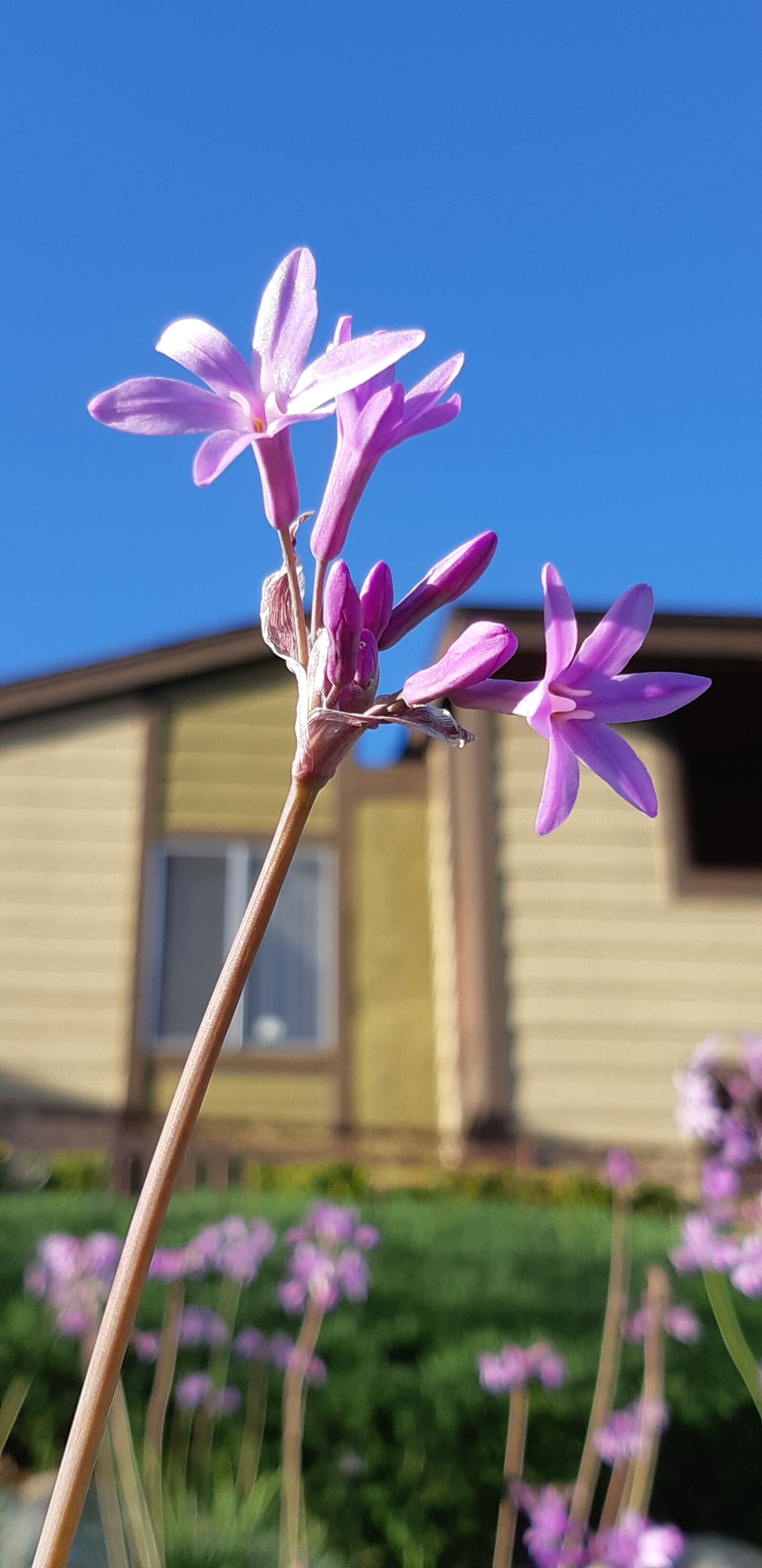 Samsung Galaxy A8(2018) sample photo. Flowers, nature, plants photography