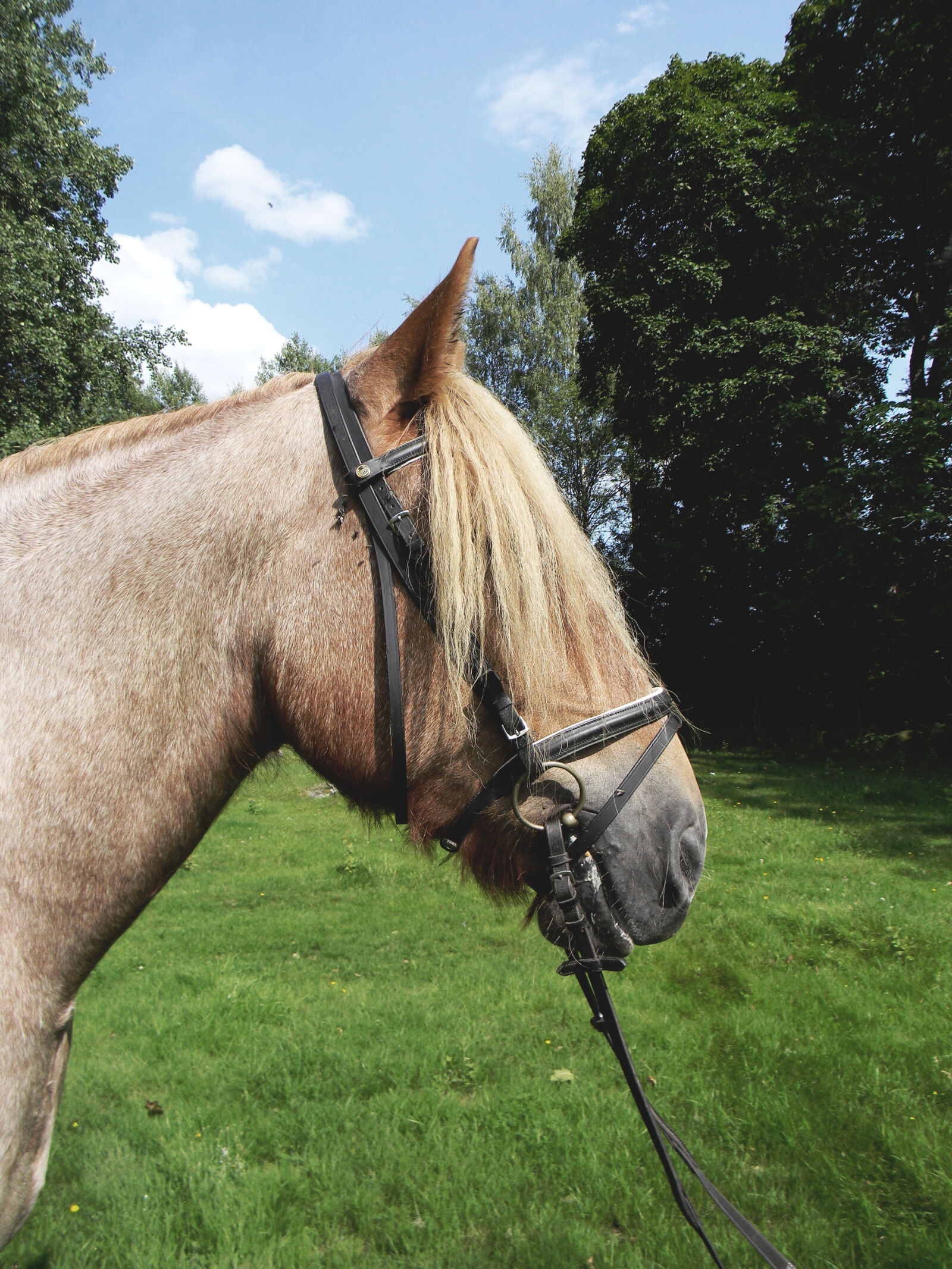 Nikon Coolpix L110 sample photo. Animal, field, horse, horse photography