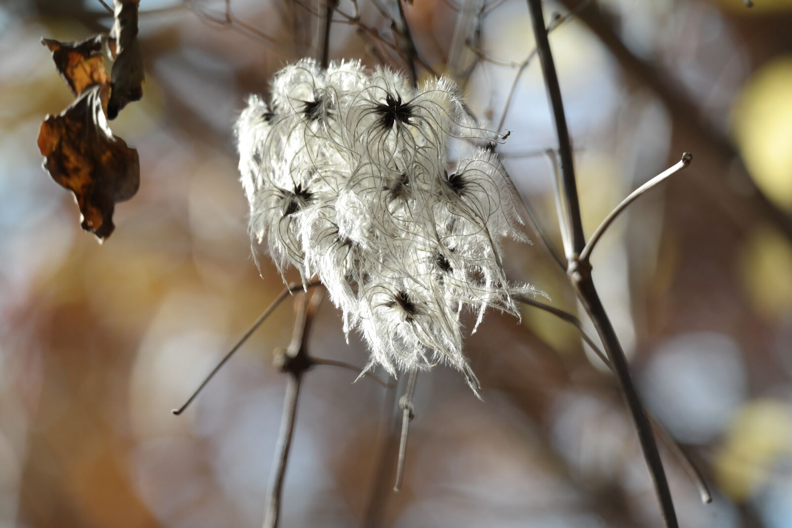 NX 50-200mm F4-5.6 sample photo. Blossom, bloom, flower photography
