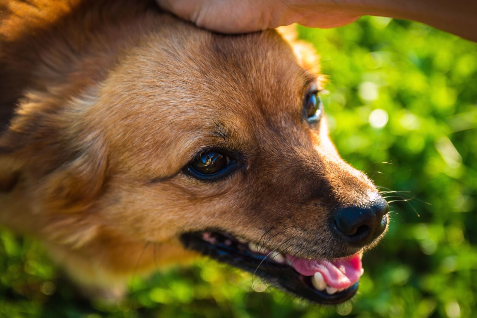 Canon EOS 70D sample photo. Dog, animal, pet, fur photography