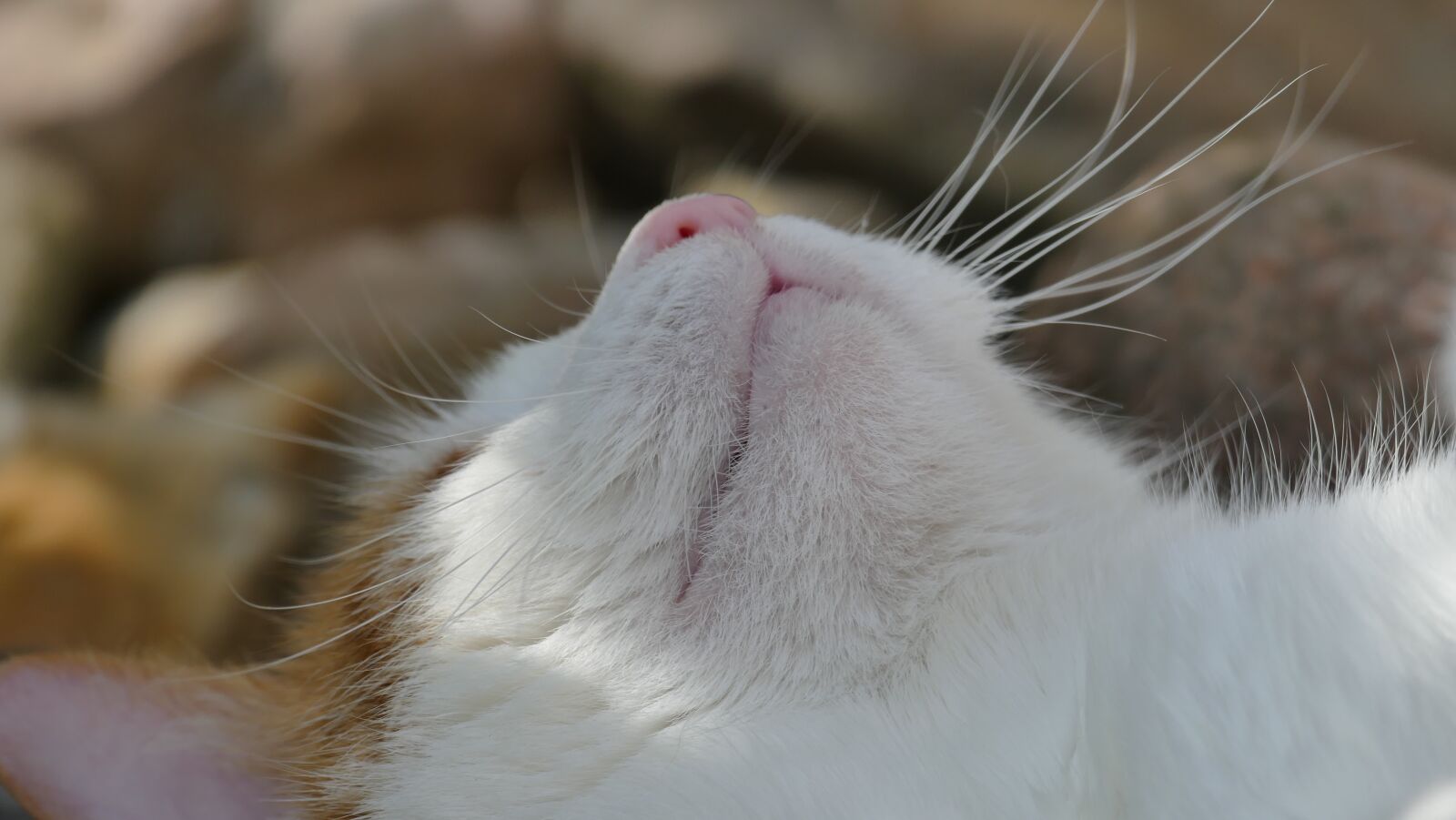 Leica V-Lux (Typ 114) sample photo. Cat, nose, sleep photography