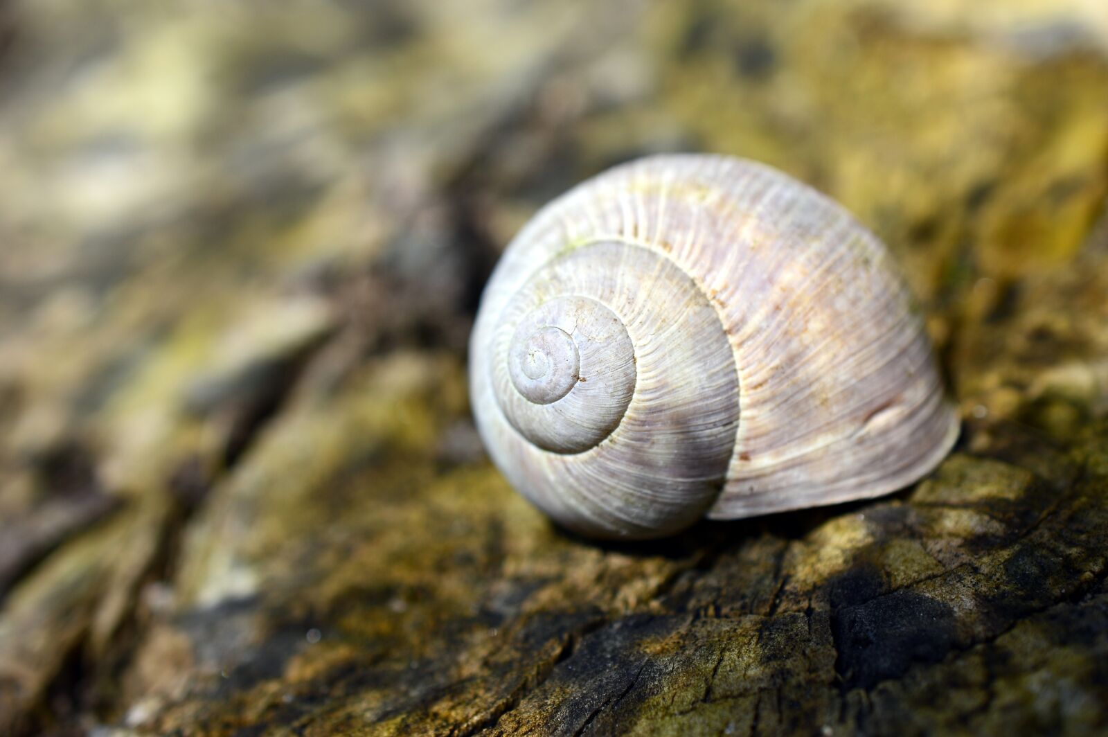 Nikon D3200 sample photo. Shell, snail shell, snail photography