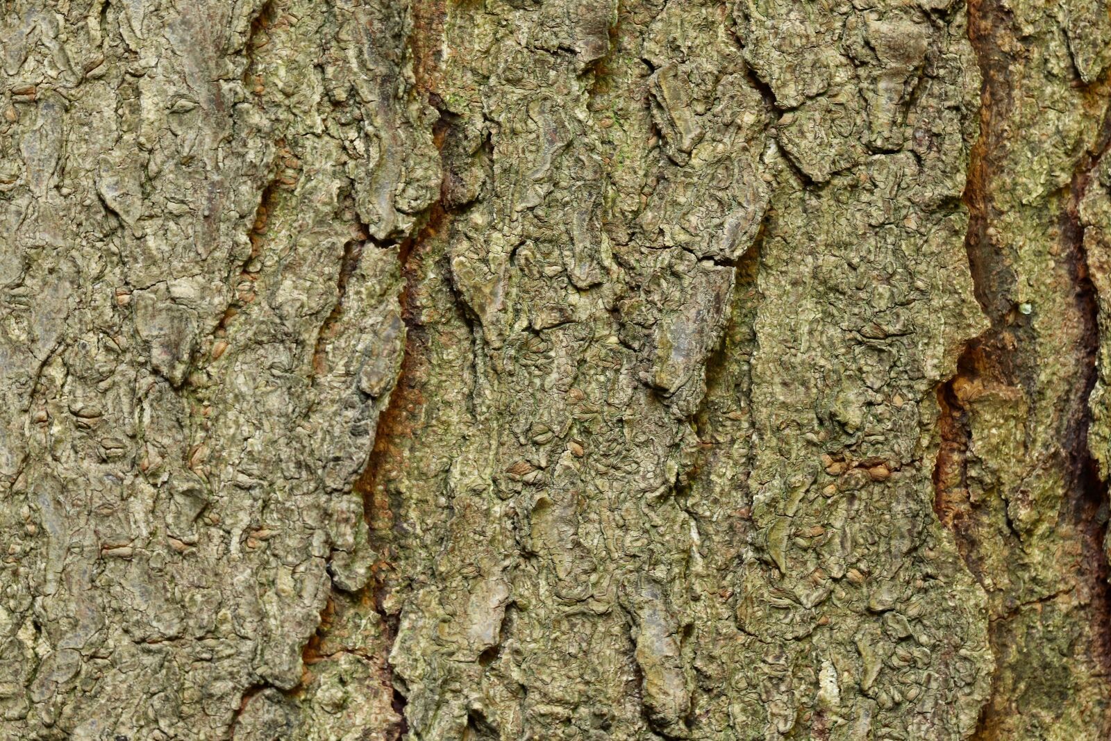 Canon EOS 800D (EOS Rebel T7i / EOS Kiss X9i) sample photo. Bark, tree bark, honey photography