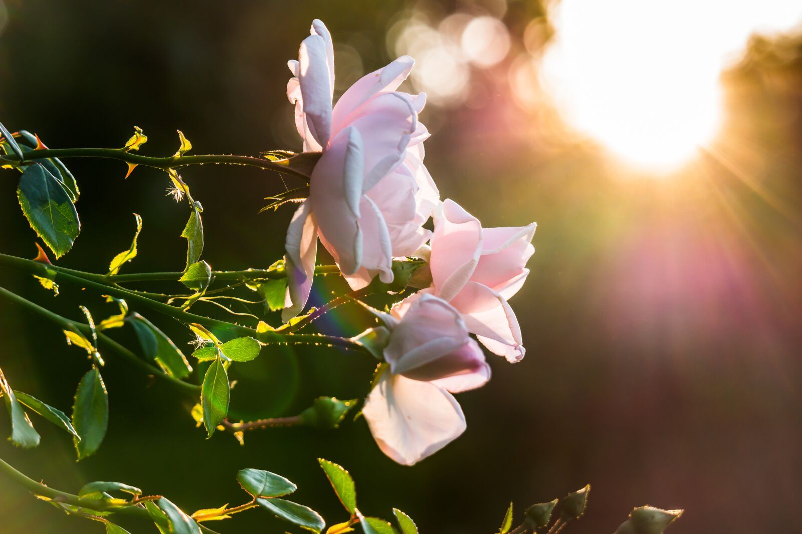 Samsung NX300M sample photo. Rose, sunset, sun photography
