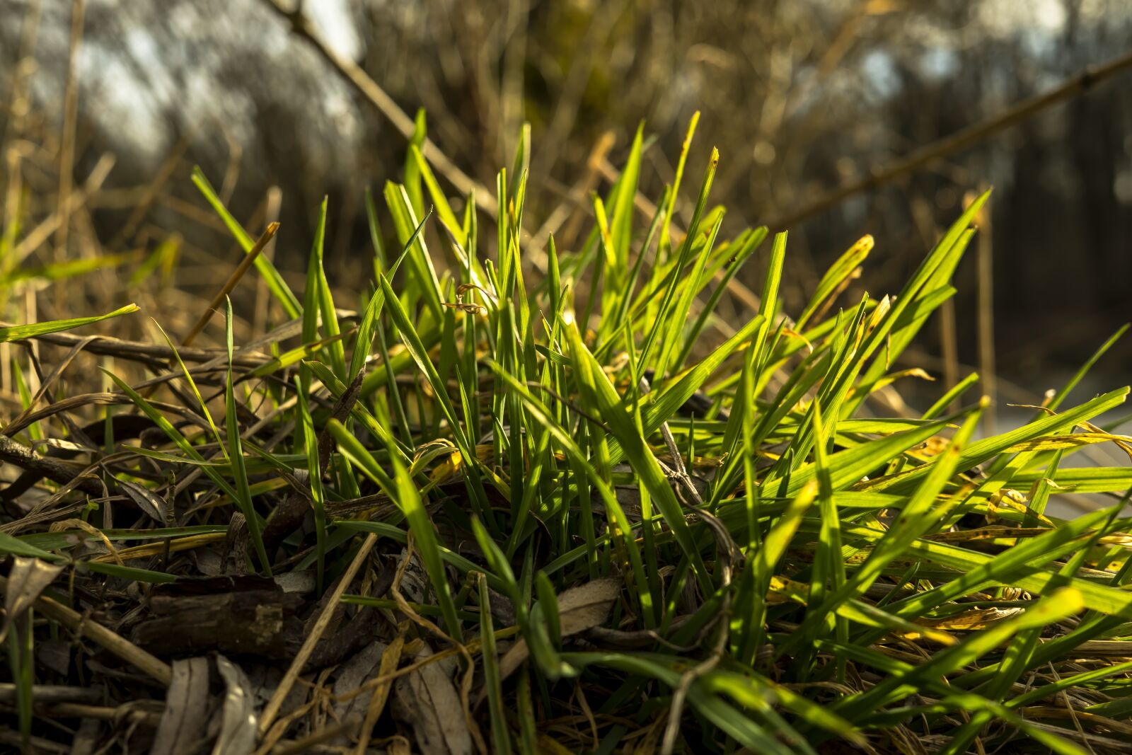 Sigma 30mm F2.8 EX DN sample photo. Grass, green, meadow photography