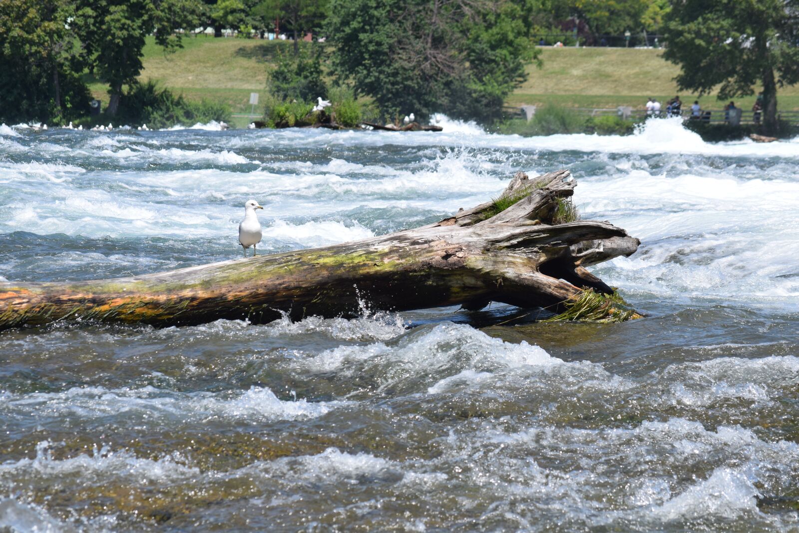 Nikon D3300 sample photo. River, bird, log photography