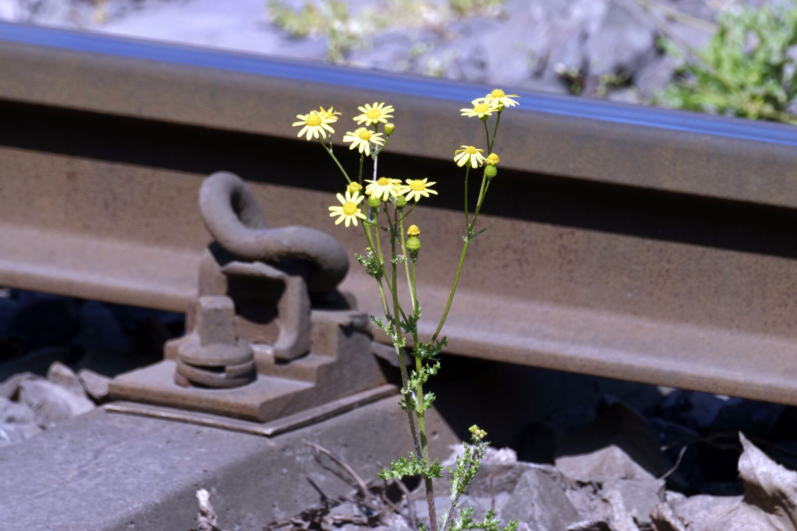 Nikon D5300 sample photo. Plant, flowers, yellow photography