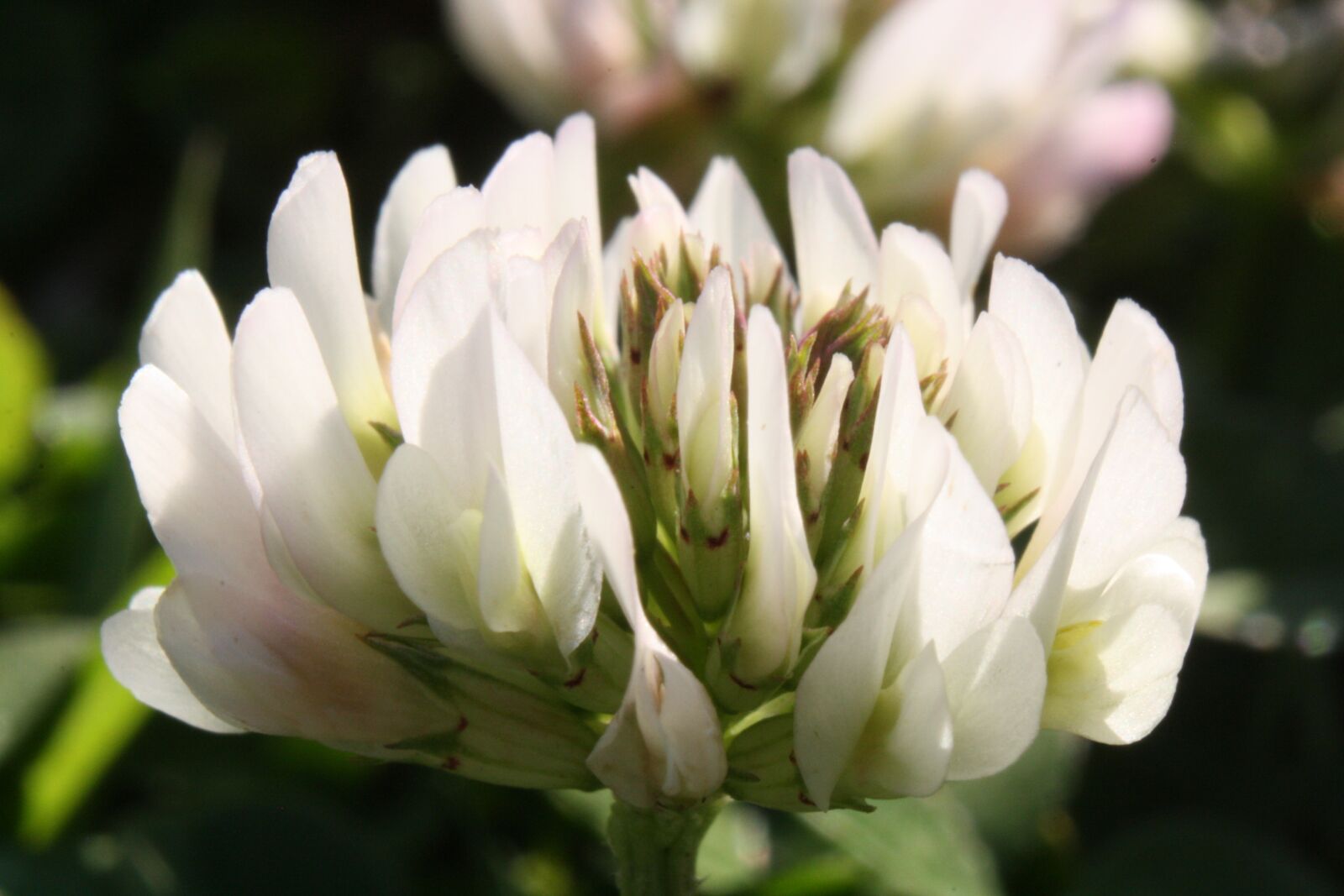 Canon EOS 1000D (EOS Digital Rebel XS / EOS Kiss F) sample photo. Clover, flower, macro photography