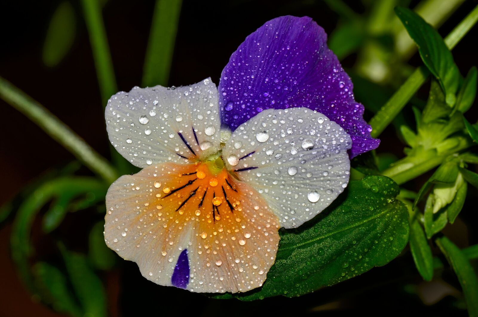 Nikon D7000 sample photo. Flower, garden, blossom photography