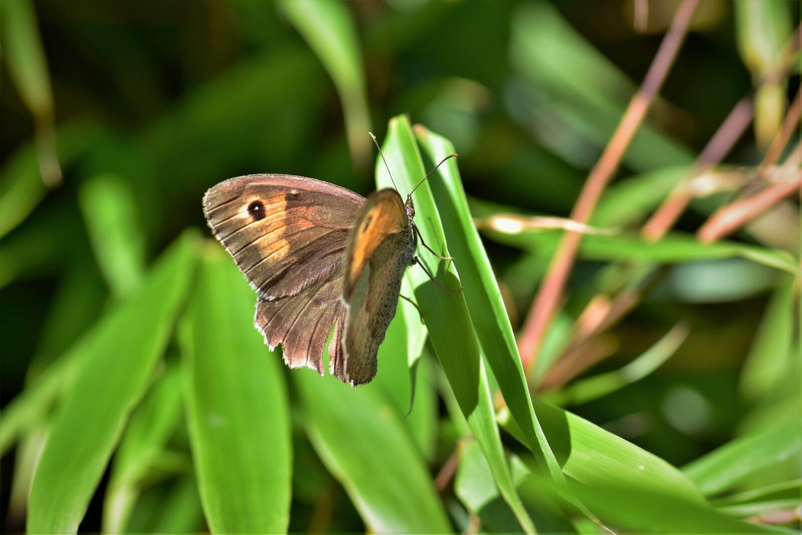 Nikon D5500 sample photo. Butterfly, leaves, leaf photography