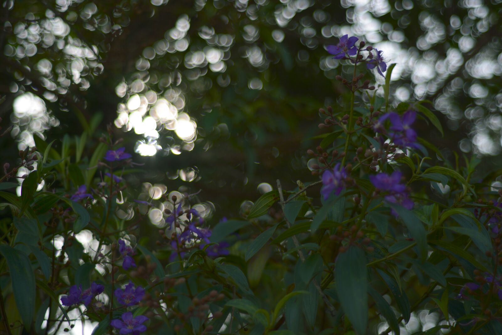 Nikon D5200 sample photo. Nature, flying, tree photography