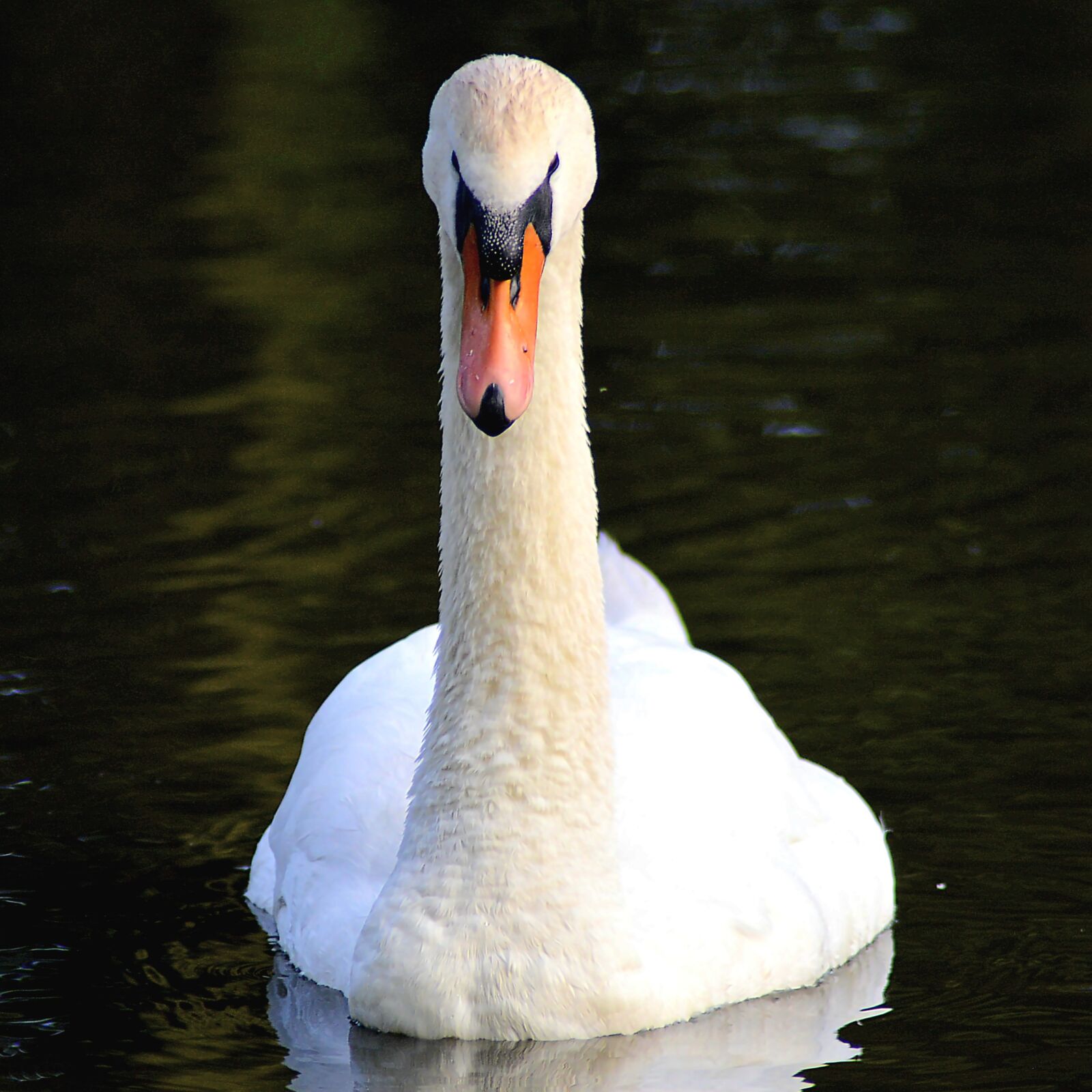 Nikon D3200 sample photo. Swan, mute swan, water photography