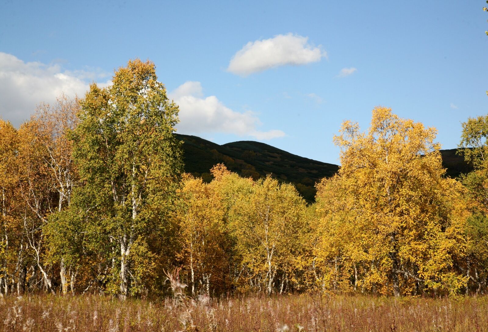Canon EOS 5D sample photo. Autumn, forest, trees photography