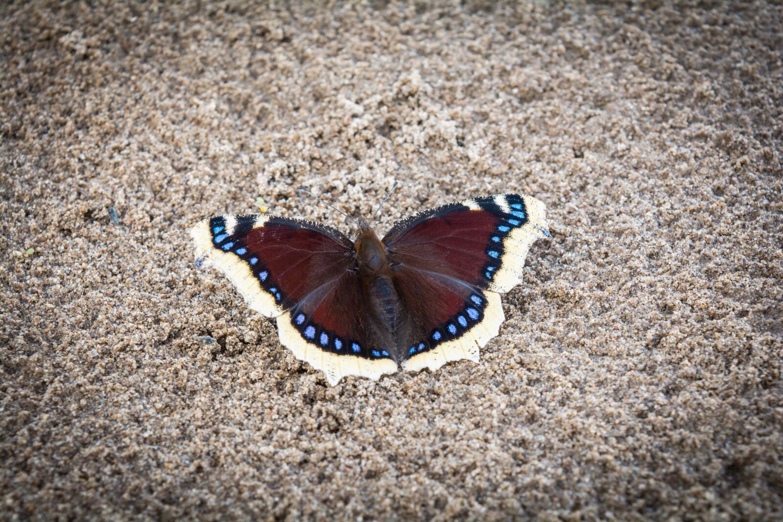 Nikon D5200 sample photo. Butterfly, nature, insect photography